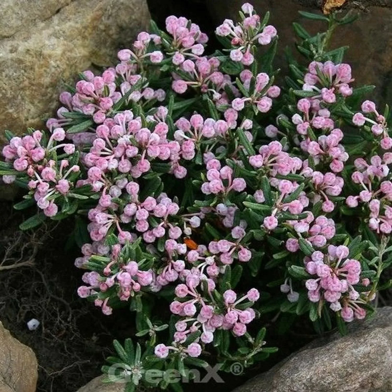 Lavendelheide Blue Ice - Andromeda polifolia günstig online kaufen