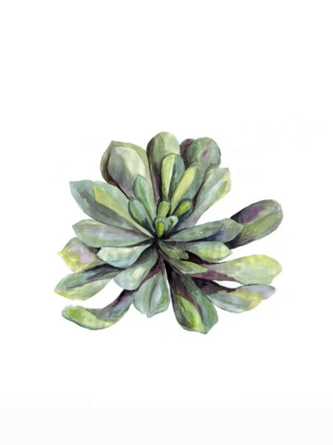 Poster / Leinwandbild - Mantika Botanical Succulent günstig online kaufen