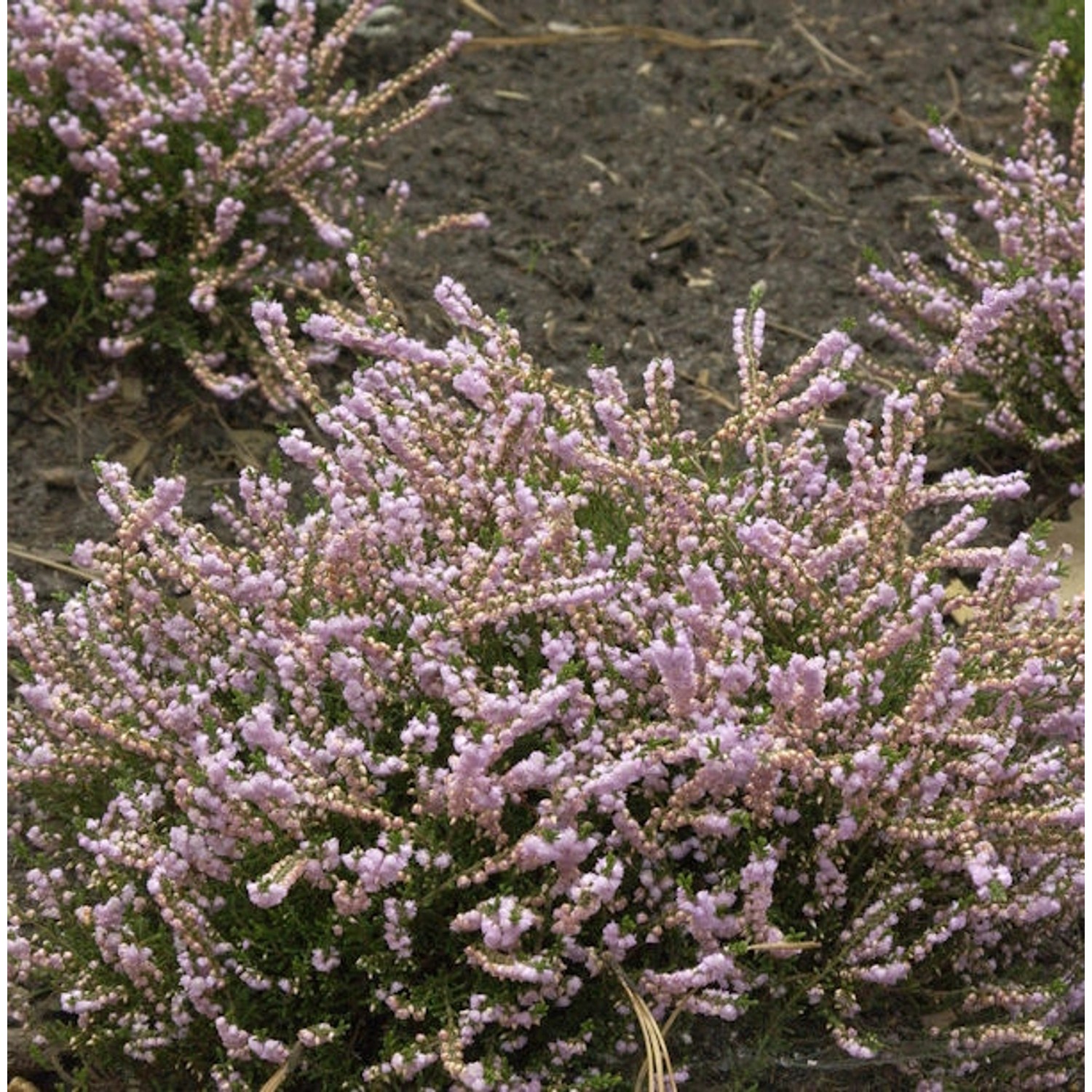 10x Besenheide County Wicklow - Calluna vulgaris günstig online kaufen