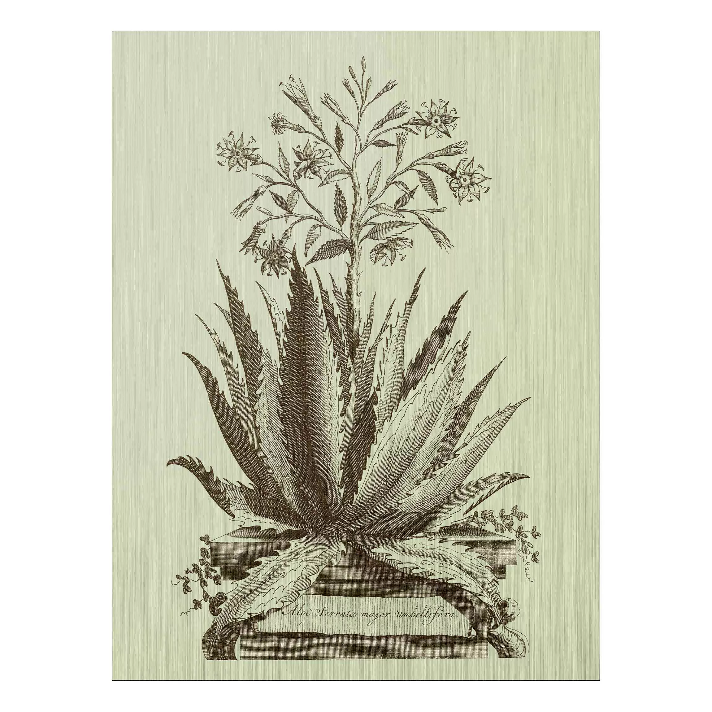 Alu-Dibond Bild Blumen - Hochformat 3:4 Vintage Aloe Serrata günstig online kaufen