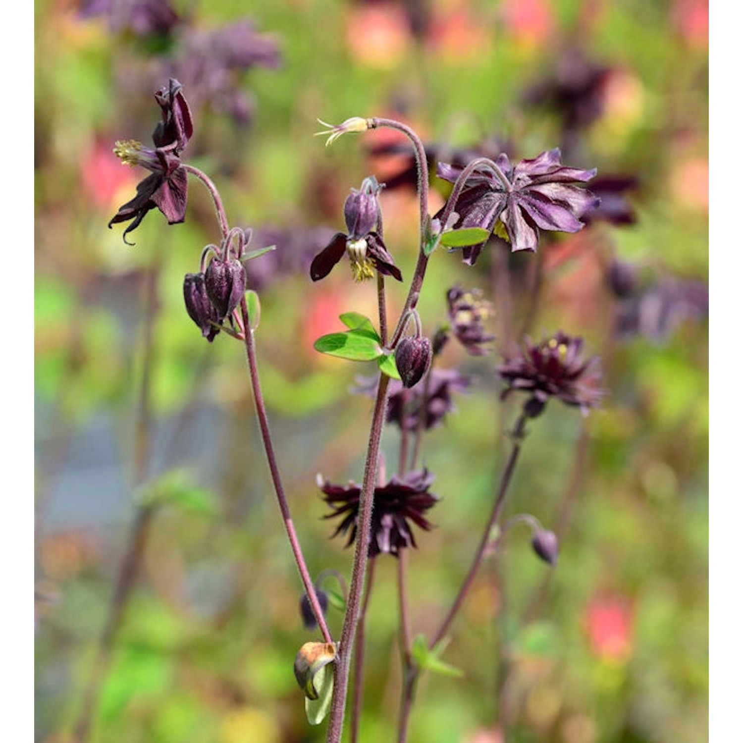 Akelei Black Barlow - Aquilegia vulgaris günstig online kaufen