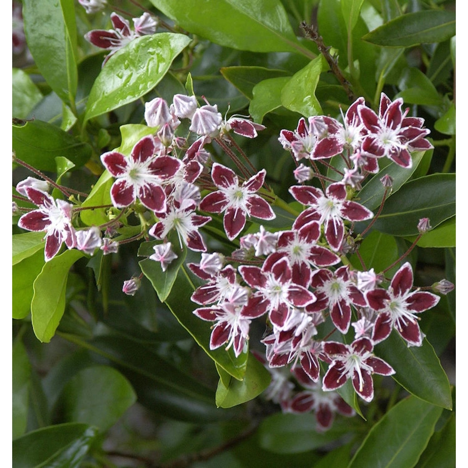 Großer Berglorbeer Galaxy 25-30cm - Kalmia latifolia günstig online kaufen