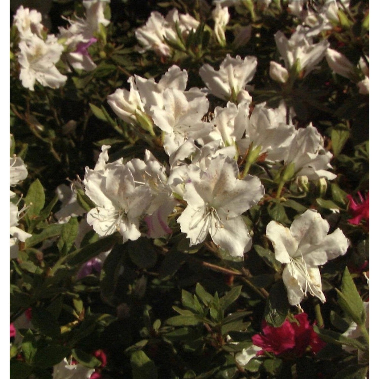 Japanische Azalee Noordtiana 20-25cm - Rhododendron obtusum - Zwerg Alpenro günstig online kaufen