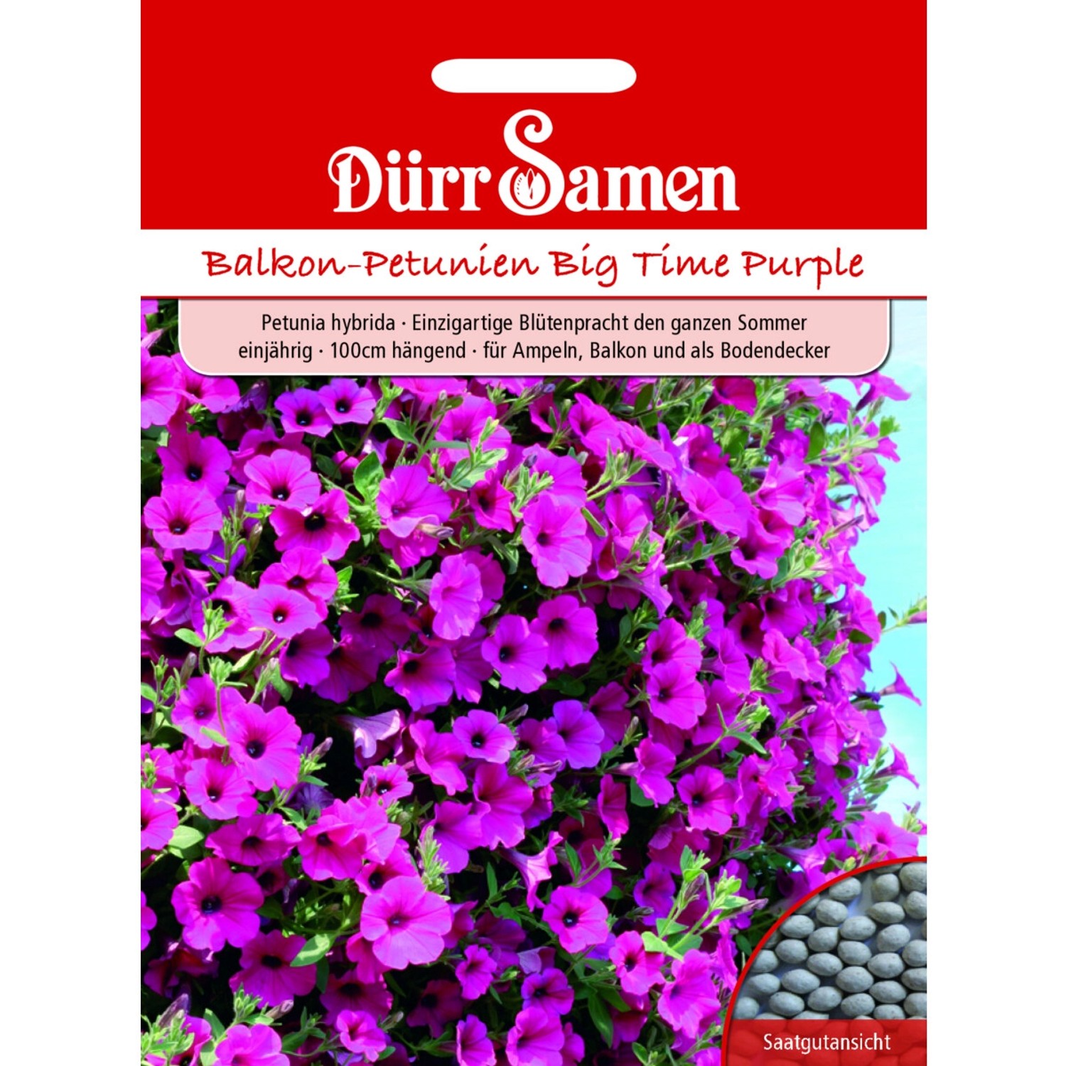 Dürr Samen Petunien Purple Wave F1 Einjährig Saatgut günstig online kaufen