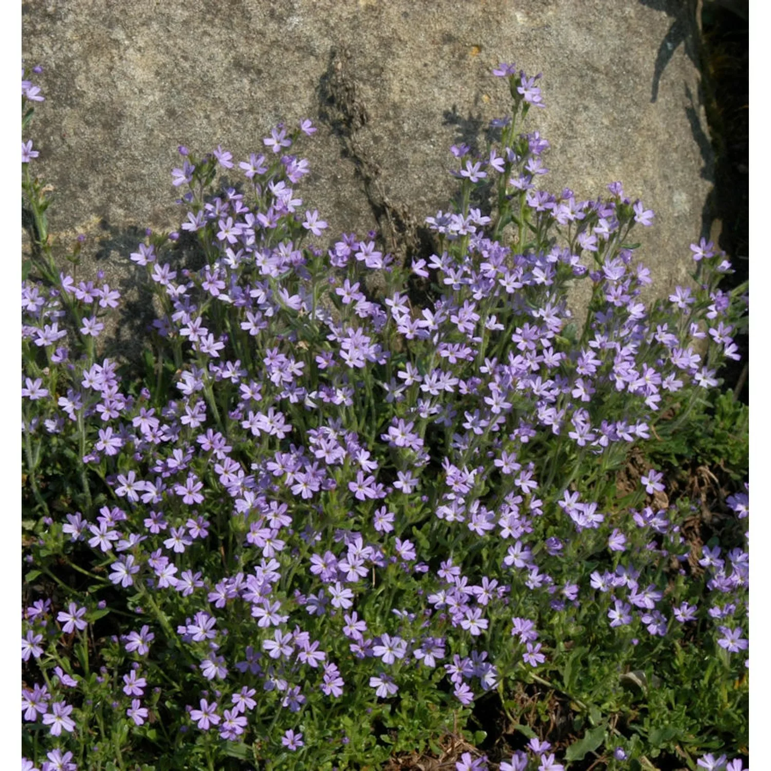 Alpenbalsam - Erinus alpinus günstig online kaufen