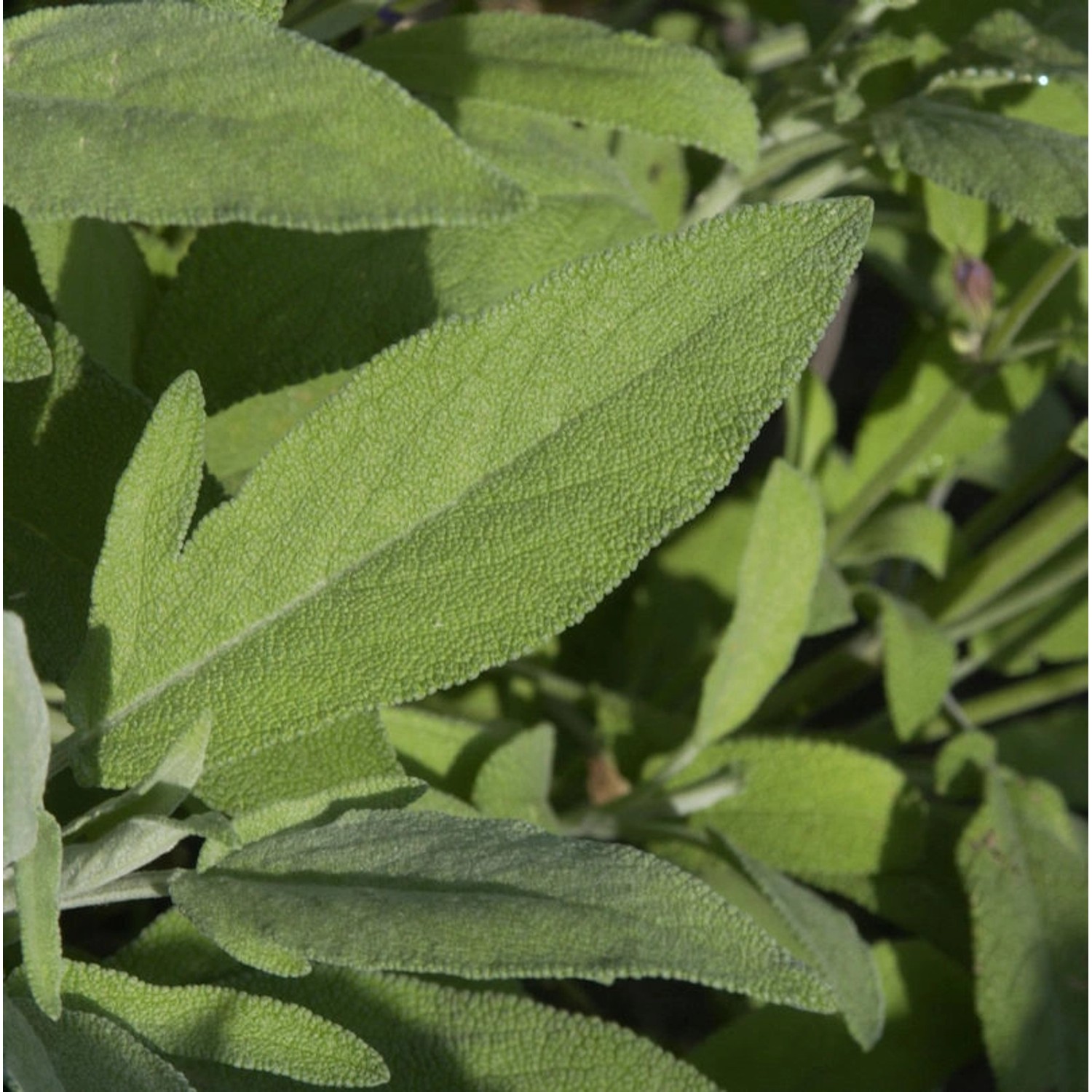 Echter Salbei Major - Salvia officinalis günstig online kaufen