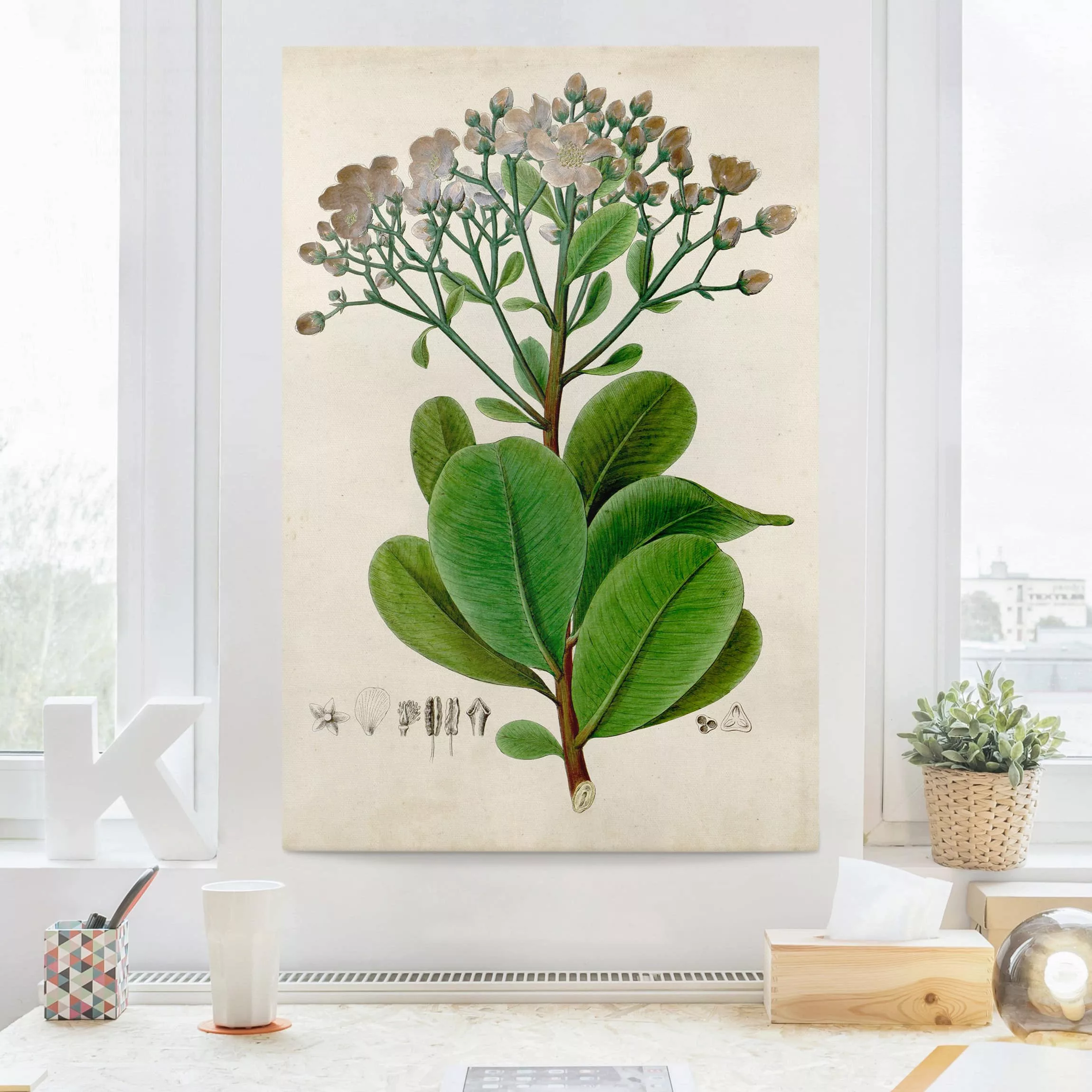 Leinwandbild Botanik - Hochformat Laubbaum Schautafel VIII günstig online kaufen