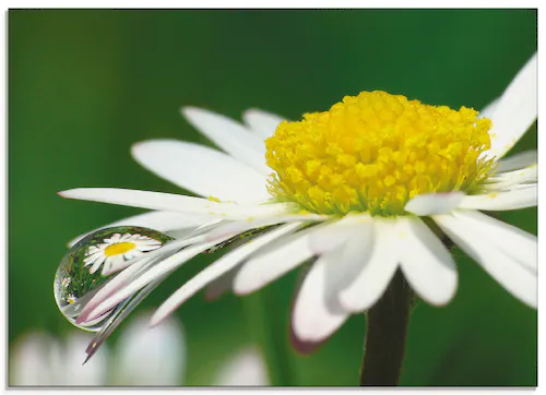 Artland Glasbild »Gänseblümchen mit Wassertropfen«, Blumen, (1 St.), in ver günstig online kaufen