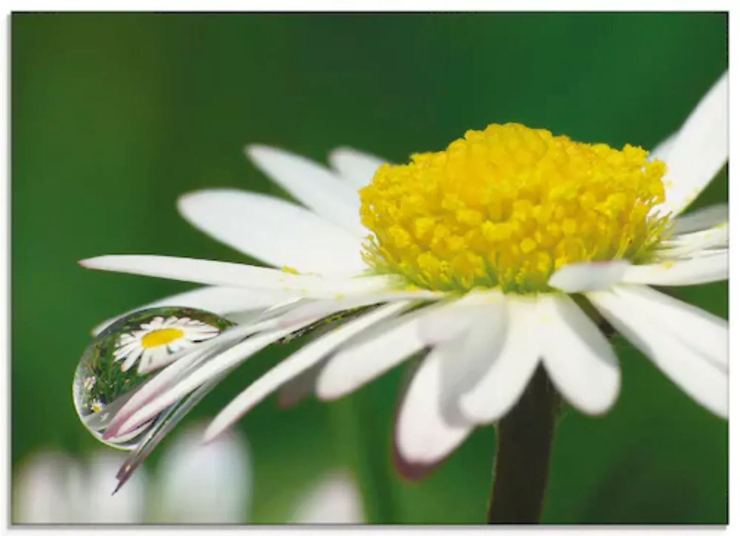 Artland Glasbild "Gänseblümchen mit Wassertropfen", Blumen, (1 St.), in ver günstig online kaufen