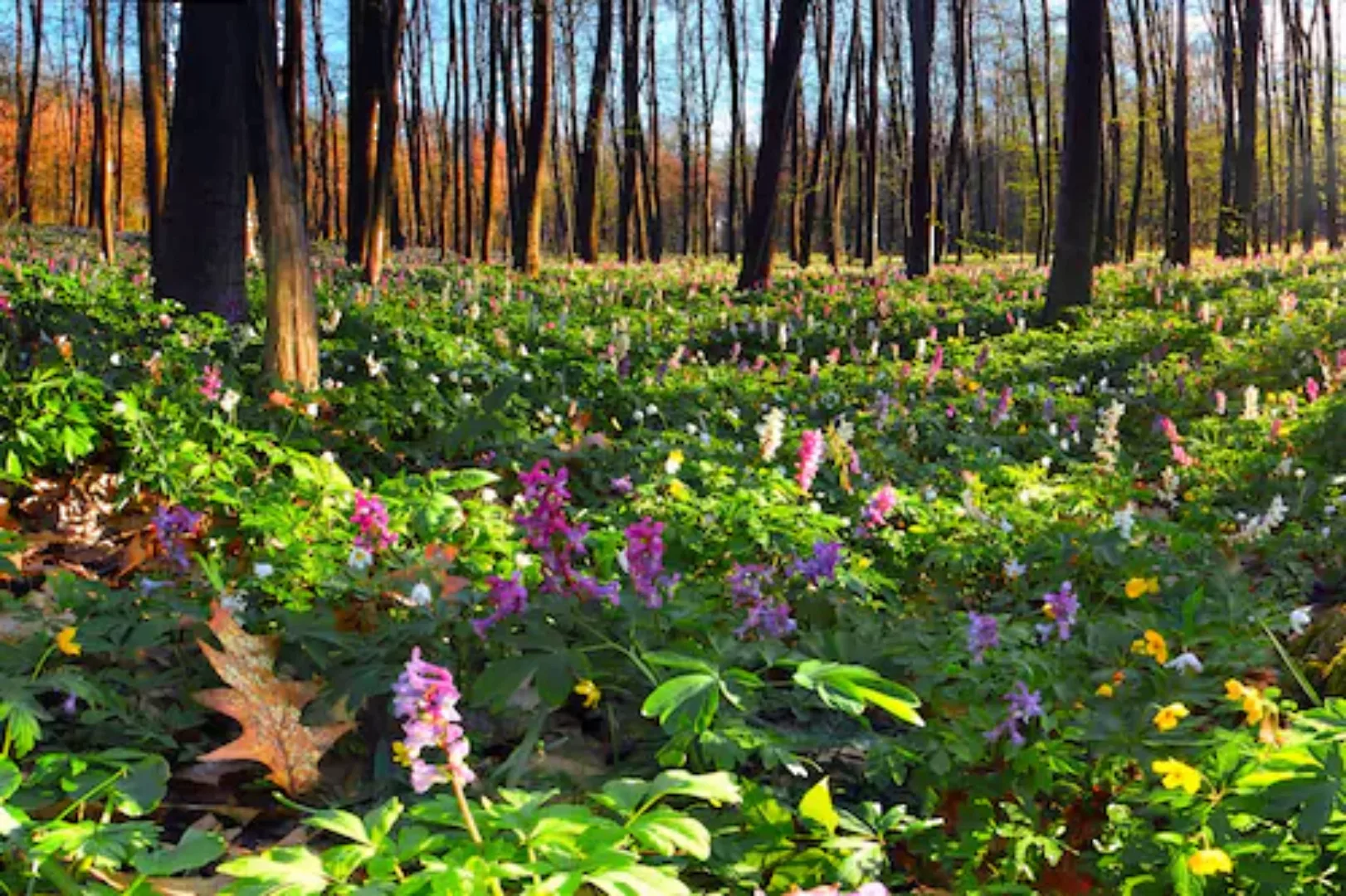 Papermoon Fototapete »Blumenwiese im Wald« günstig online kaufen