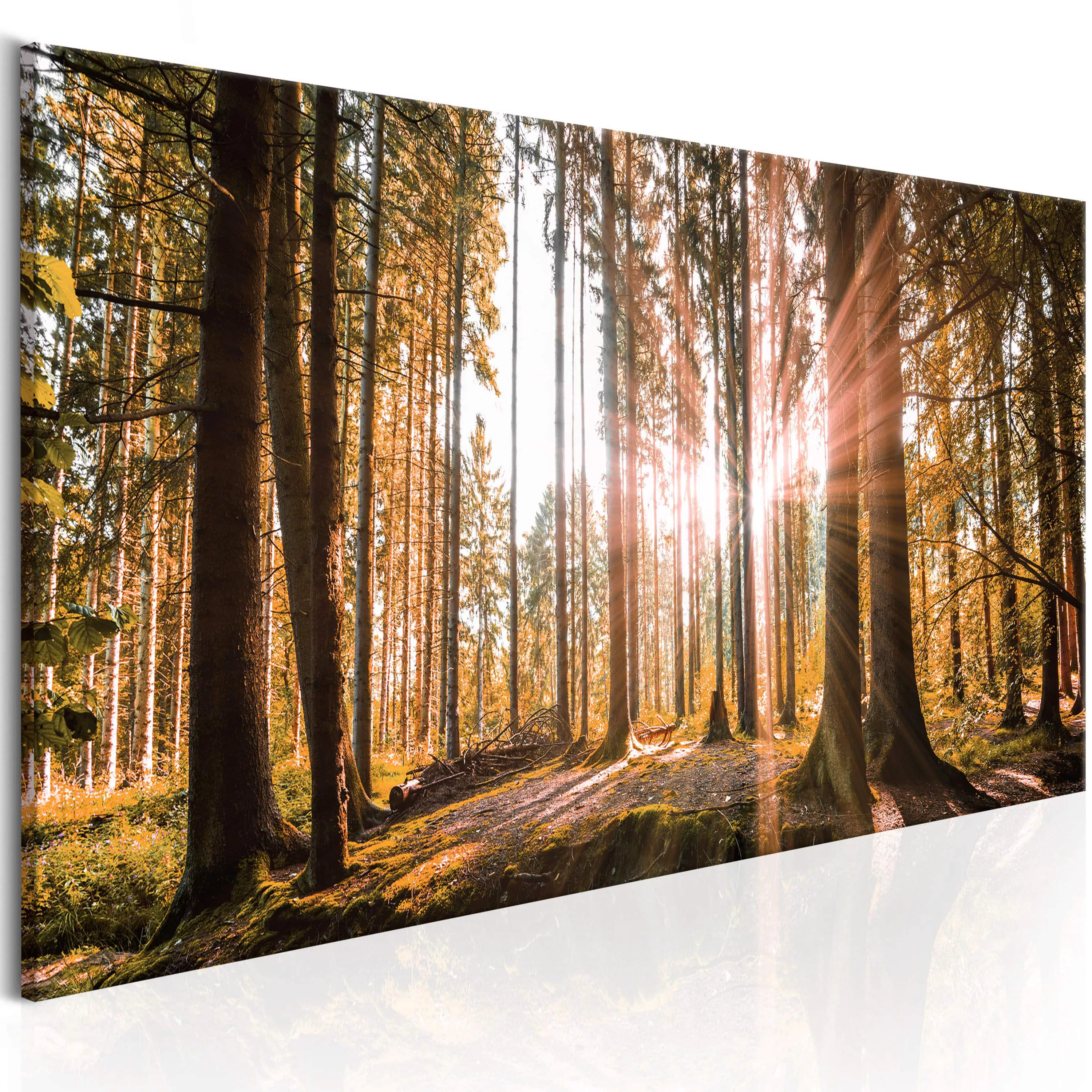 Wandbild - Wald am Morgen günstig online kaufen