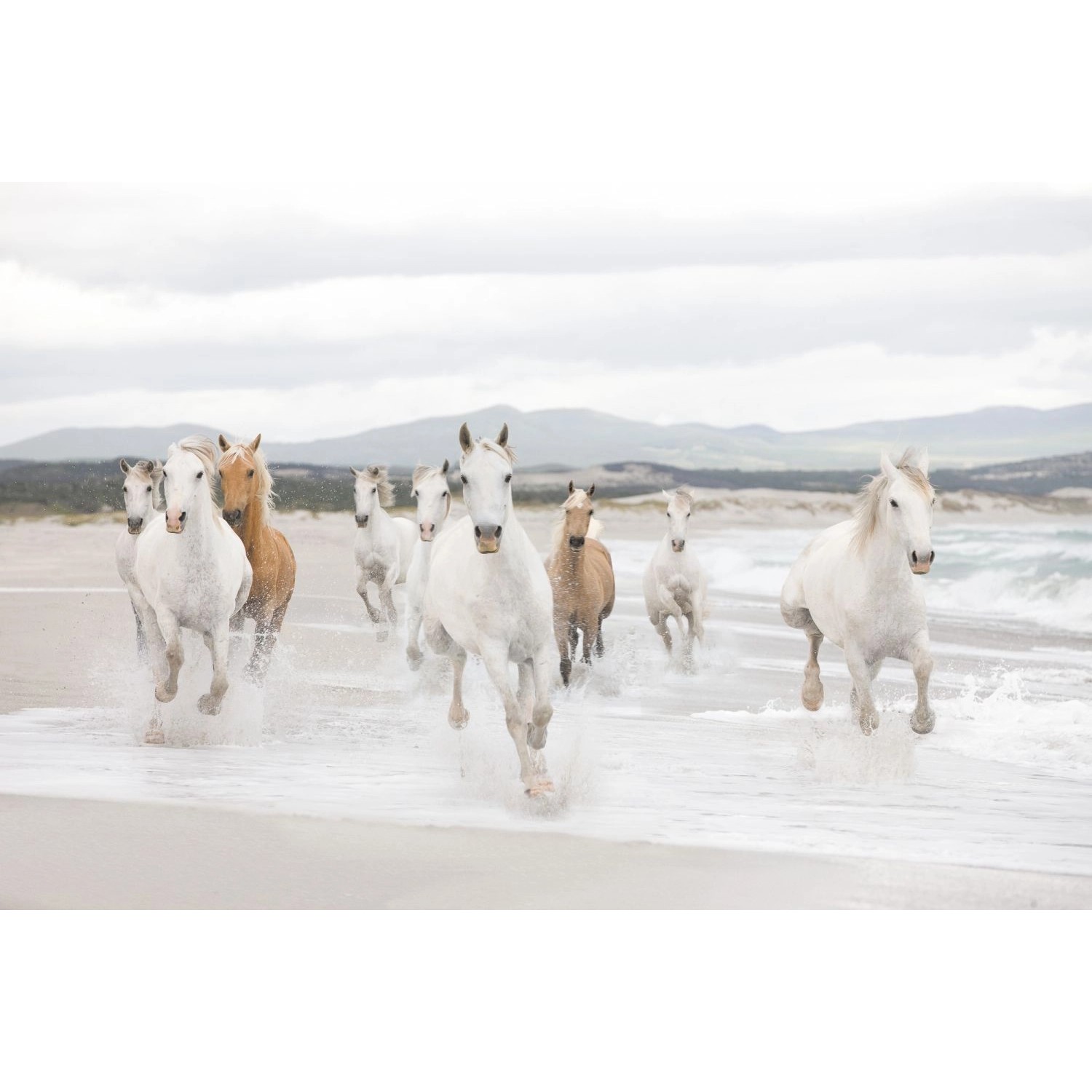 Komar Fototapete White Horses Grauweiß 368 x 254 cm 611050 günstig online kaufen