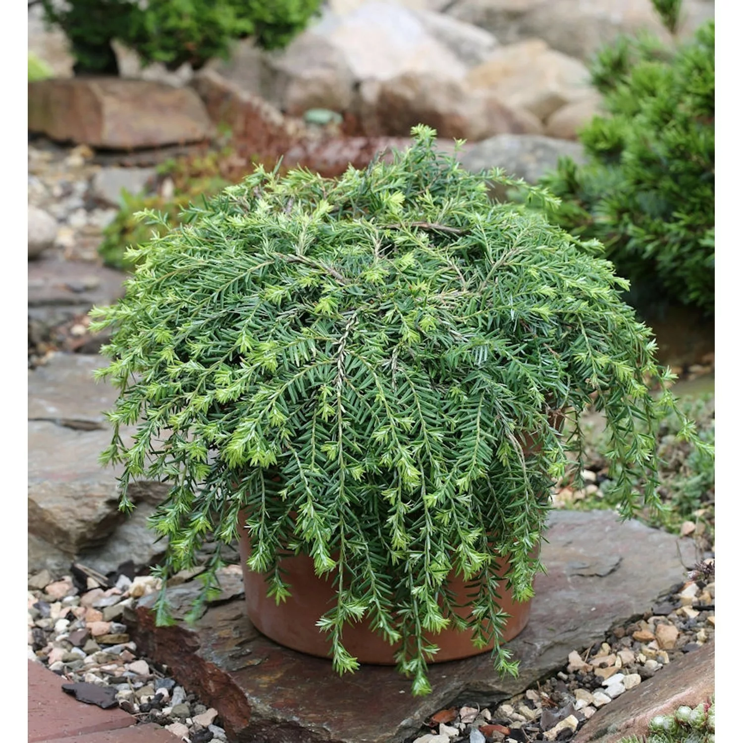 Kriech Hemlocktanne Coles Prostrate 30-40cm - Tsuga canadensis günstig online kaufen