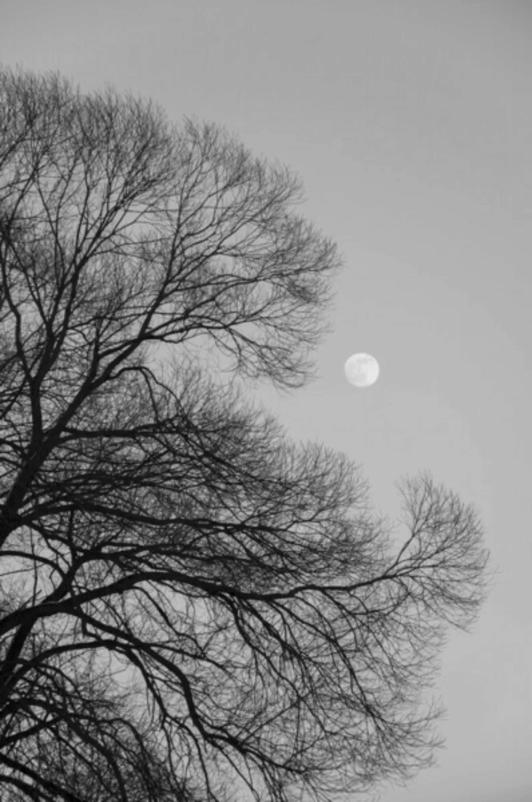 Poster / Leinwandbild - Full Moon Loves Winter Tree - Black & White Edition günstig online kaufen