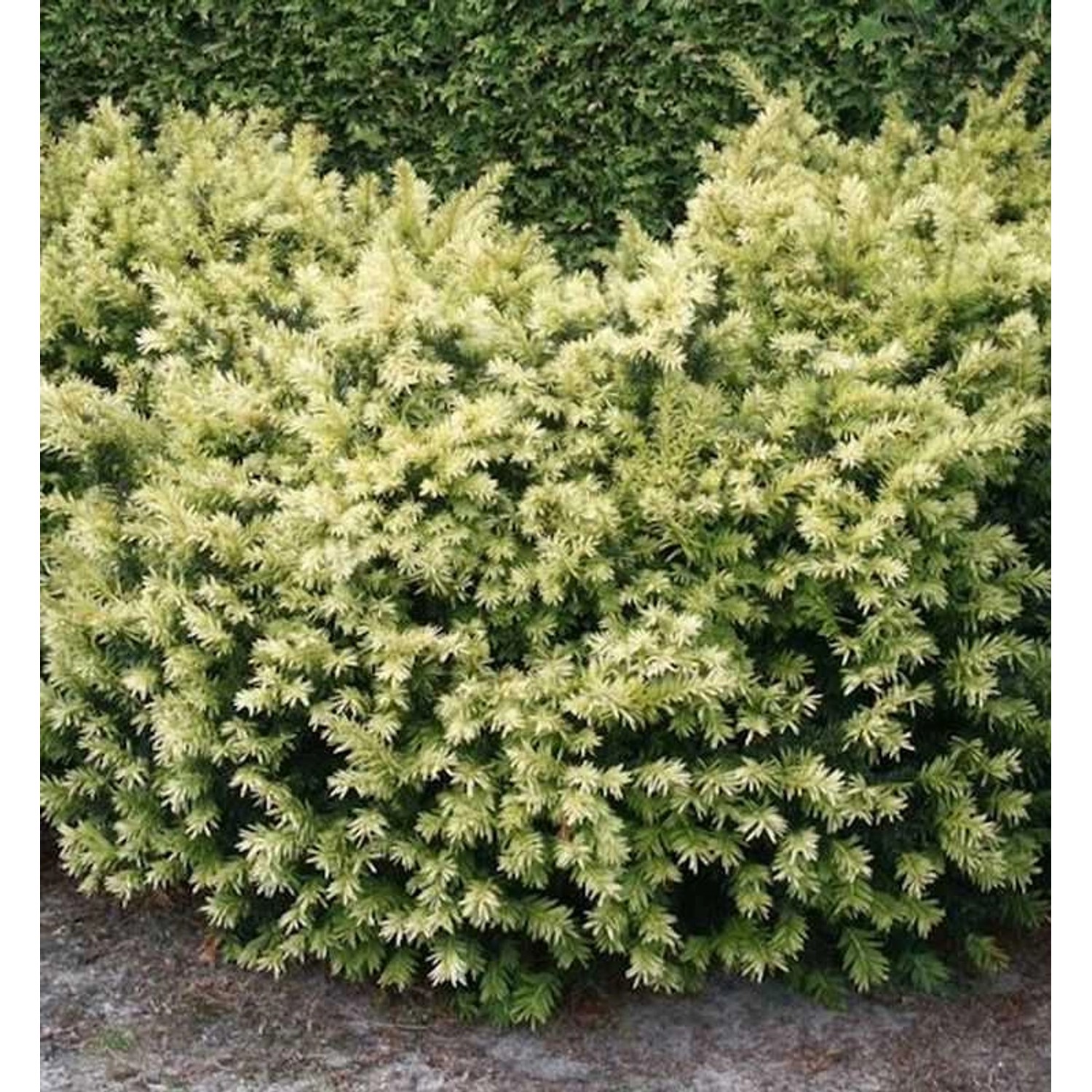 Breitwachsende Goldeibe Golden Nugget 50-60cm - Taxus baccata günstig online kaufen