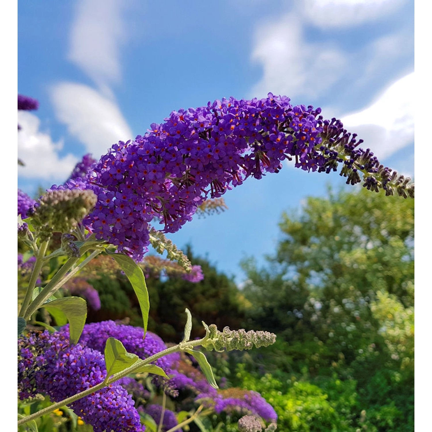 Zwerg Hänge Sommerflieder Little Purple 30-40cm  - Buddleja günstig online kaufen