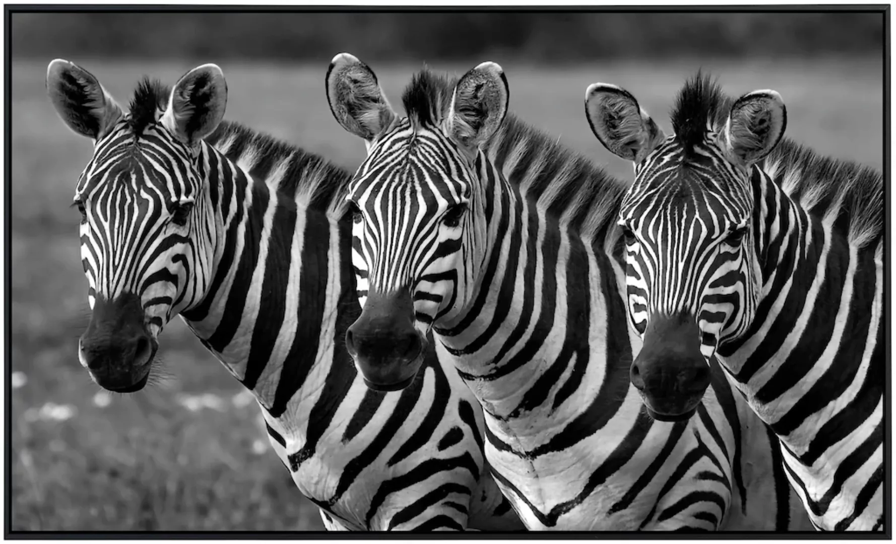 Papermoon Infrarotheizung »Zebras Schwarz & Weiß«, sehr angenehme Strahlung günstig online kaufen