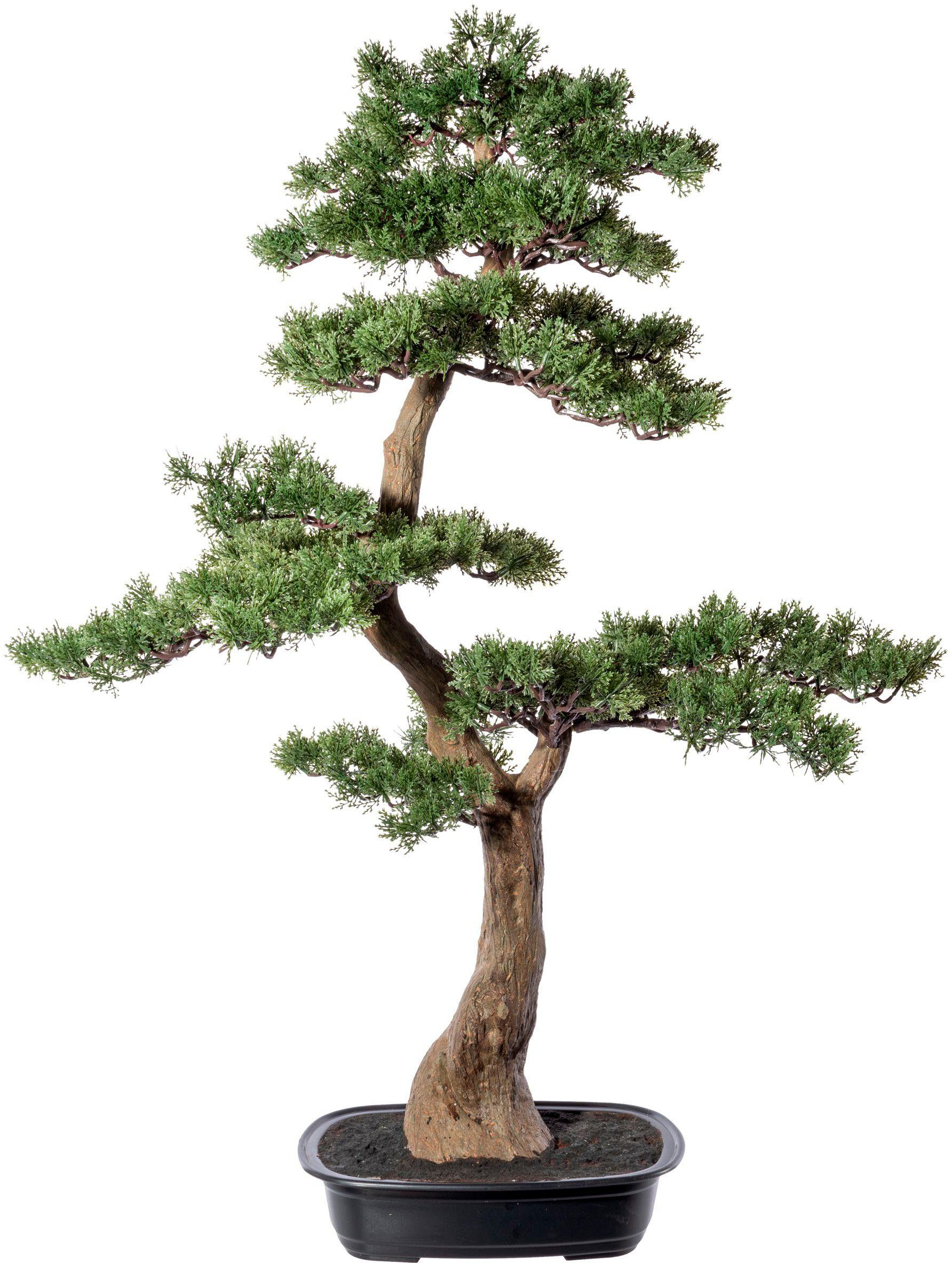 Kunstbonsai Bonsai Zeder Bonsai, Creativ green, günstig online kaufen