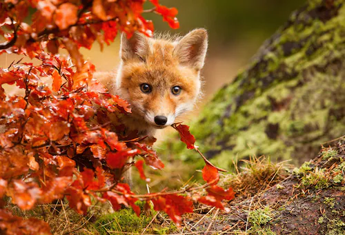 Papermoon Fototapete »Photo-Art ROBERT ADAMEC, FUCHS« günstig online kaufen