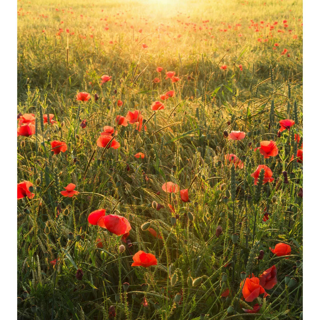 Komar Fototapete Poppy World B/L: ca. 250x280 cm günstig online kaufen