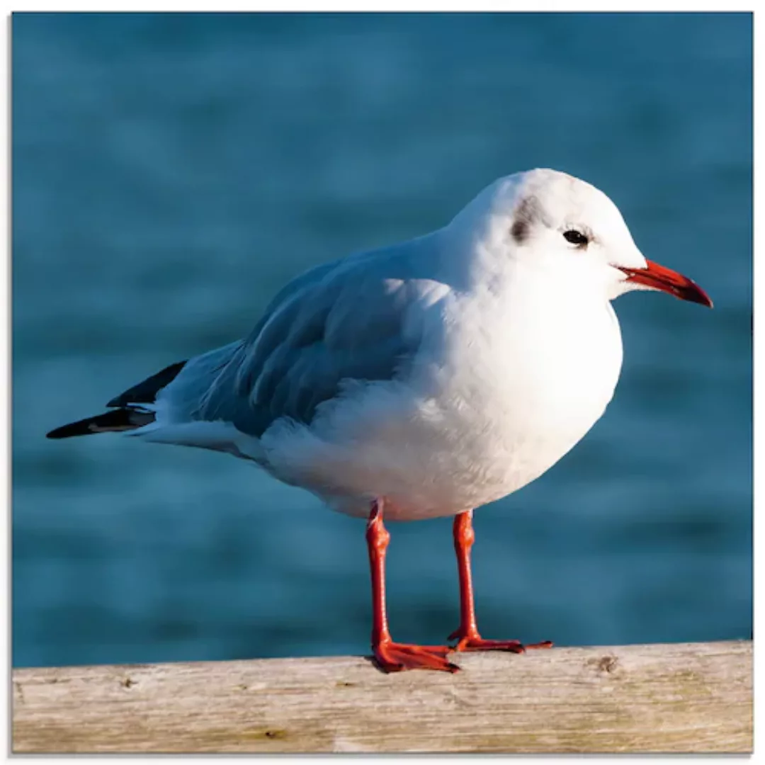 Artland Glasbild »Möwe«, Vögel, (1 St.), in verschiedenen Größen günstig online kaufen