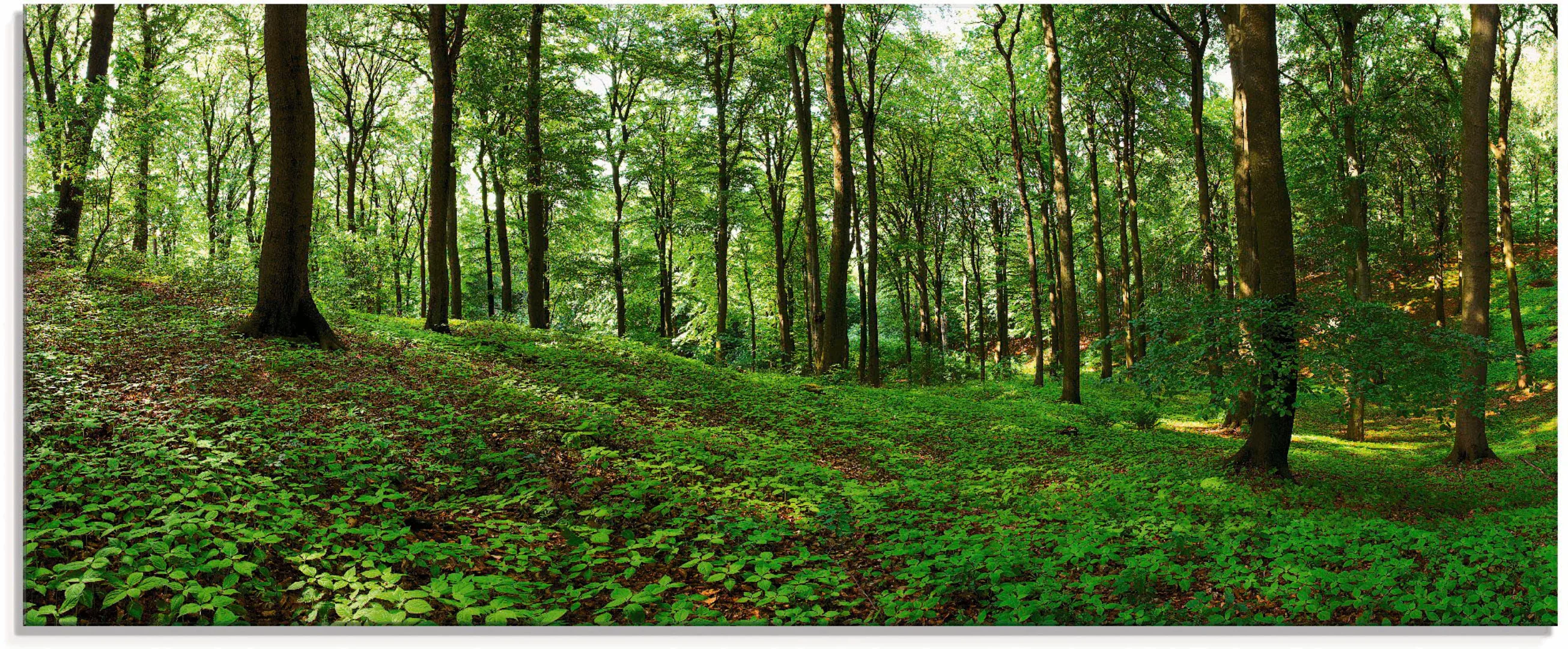 Artland Glasbild "Panorama von einem grünen Sommerwald", Wald, (1 St.), in günstig online kaufen