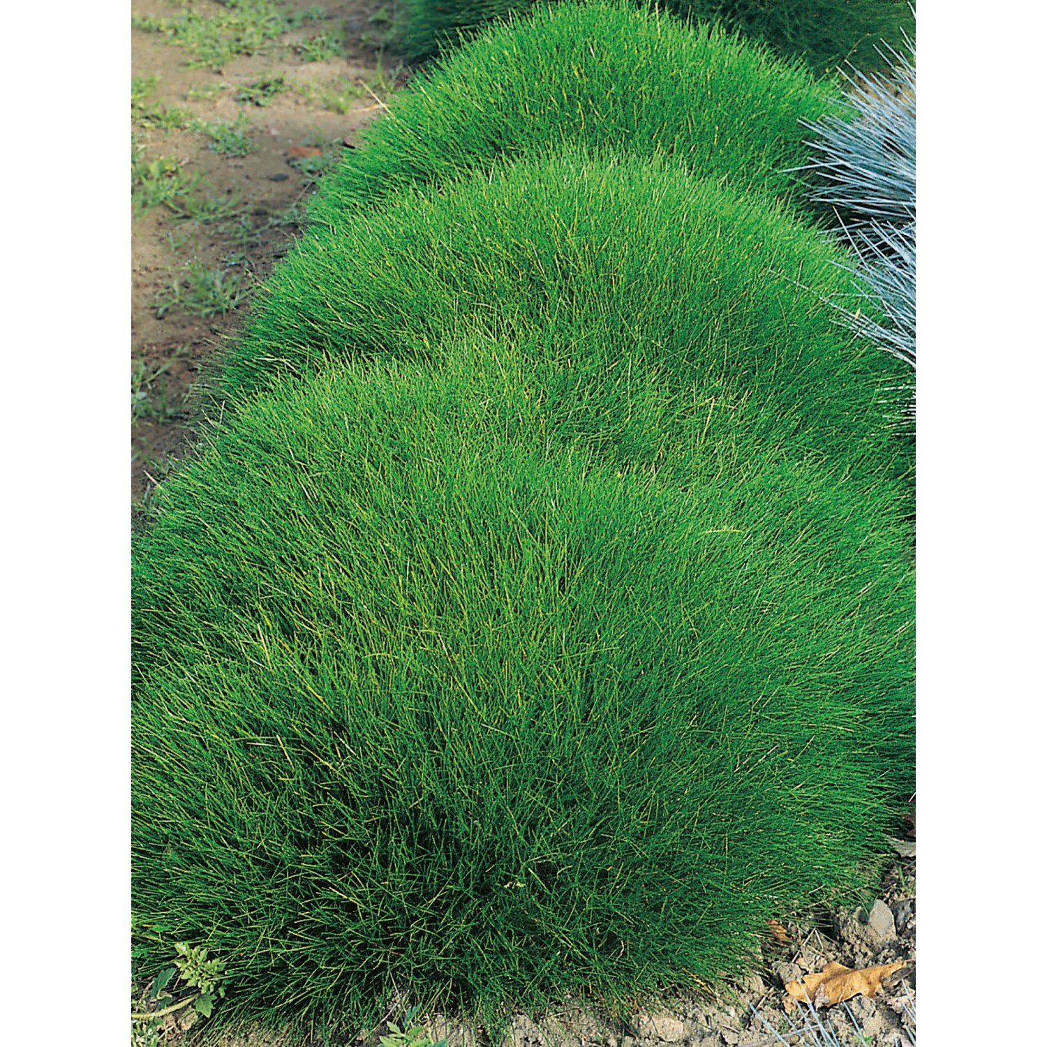 GROW by OBI Bärenfell-Schwingel Grün Topf-Ø ca. 9 cm x 9 cm Festuca günstig online kaufen