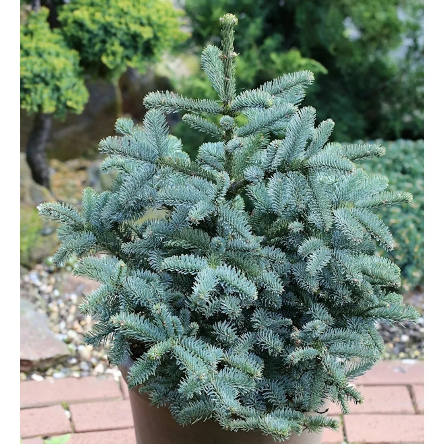 Kompakte Silbertanne Obrighoven 70-80cm - Abies procera günstig online kaufen