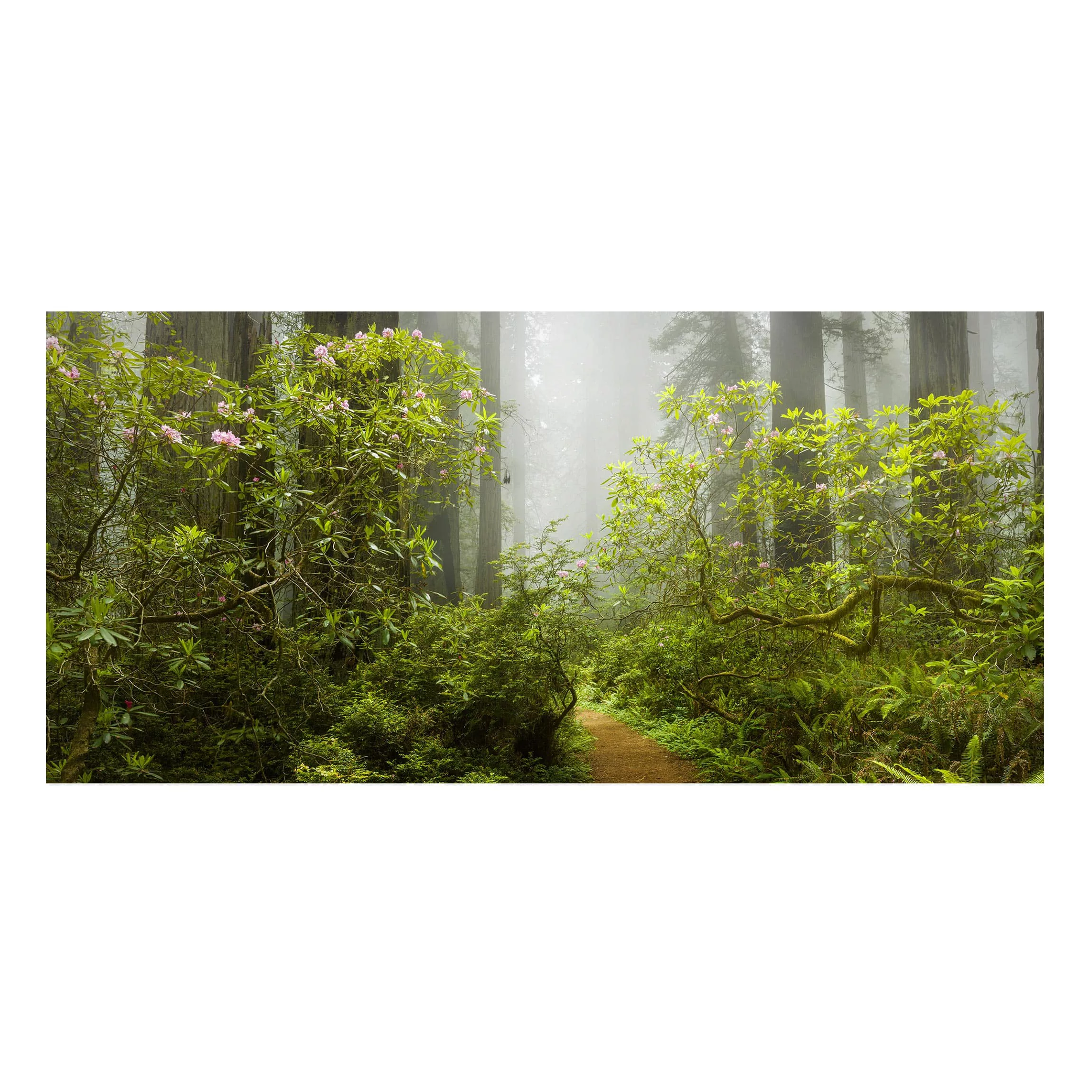 Magnettafel Natur & Landschaft - Querformat 2:1 Nebliger Waldpfad günstig online kaufen