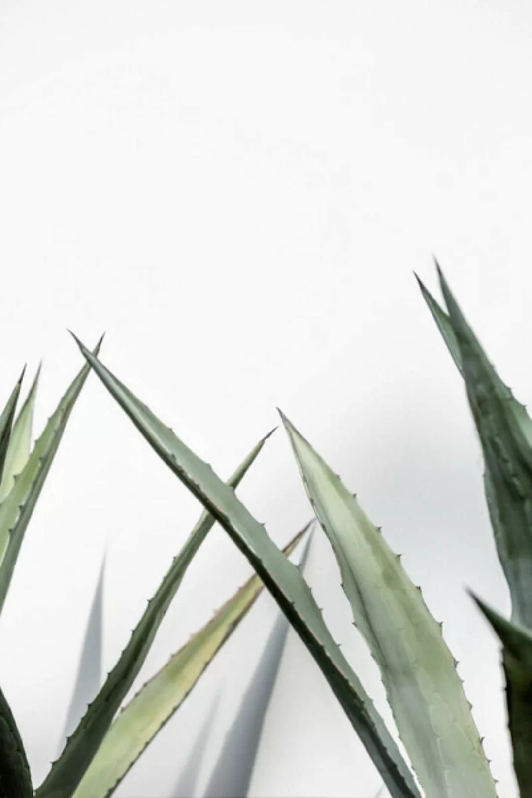 Poster / Leinwandbild - Cactus 7 günstig online kaufen
