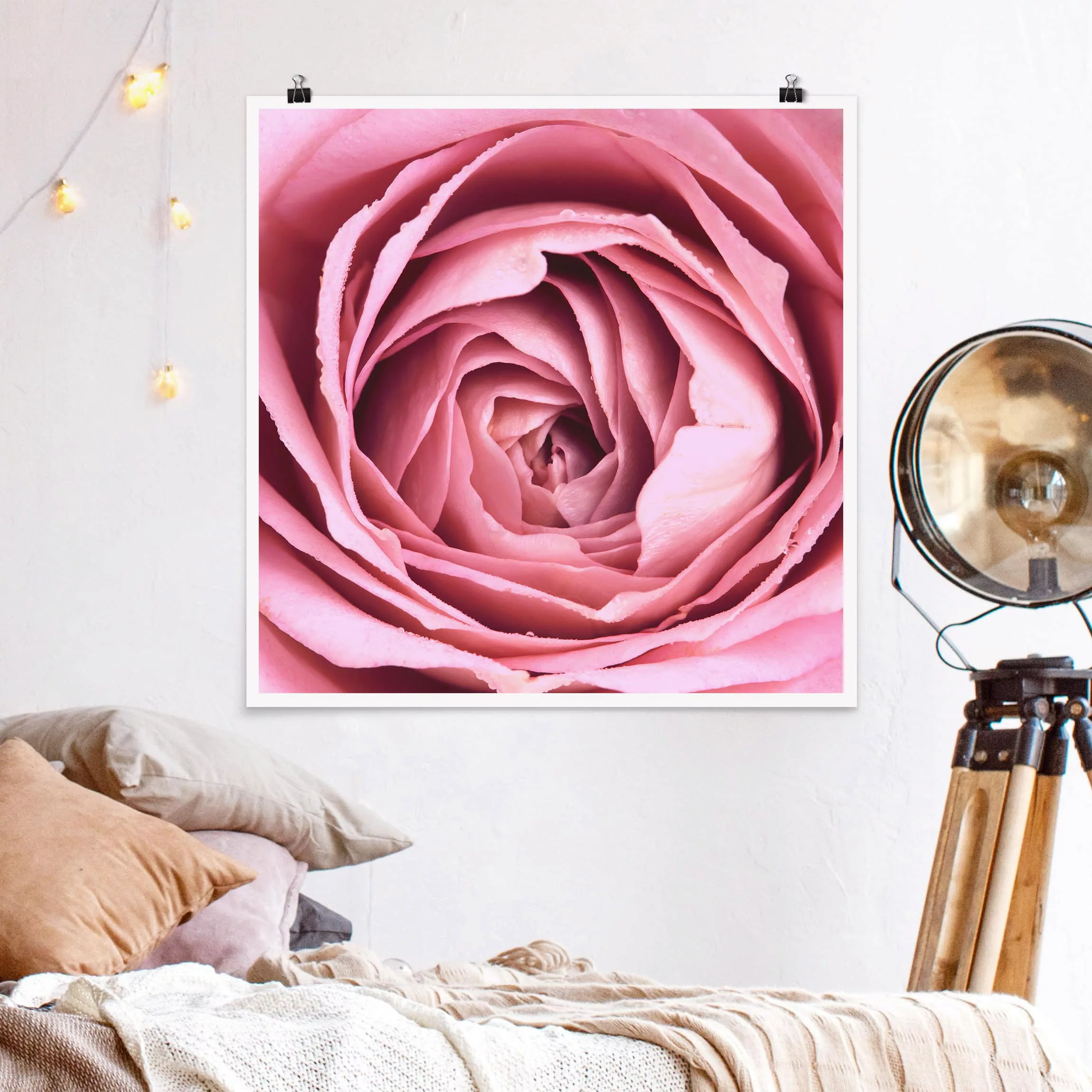 Poster Blumen - Quadrat Rosa Rosenblüte günstig online kaufen