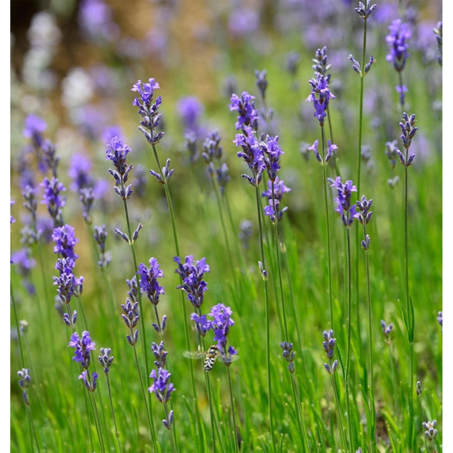 Echter Lavendel Dwaf Blue - großer Topf - Lavandula angustifolia günstig online kaufen