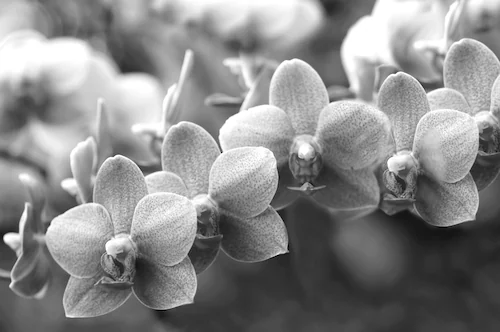 Papermoon Fototapete »Blumen Schwarz & Weiß« günstig online kaufen