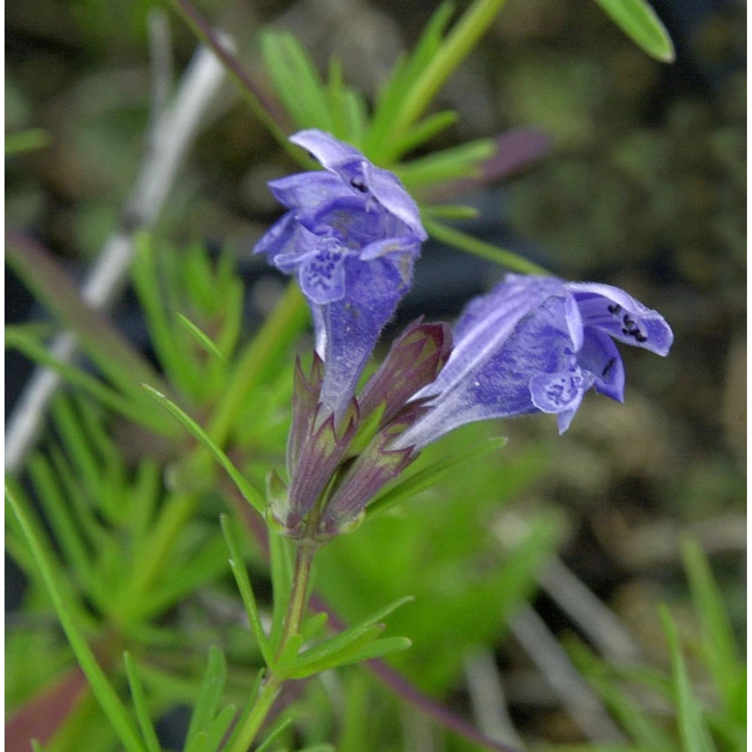 Niedriger Drachenkopf - Dracocephalum ruyschiana günstig online kaufen