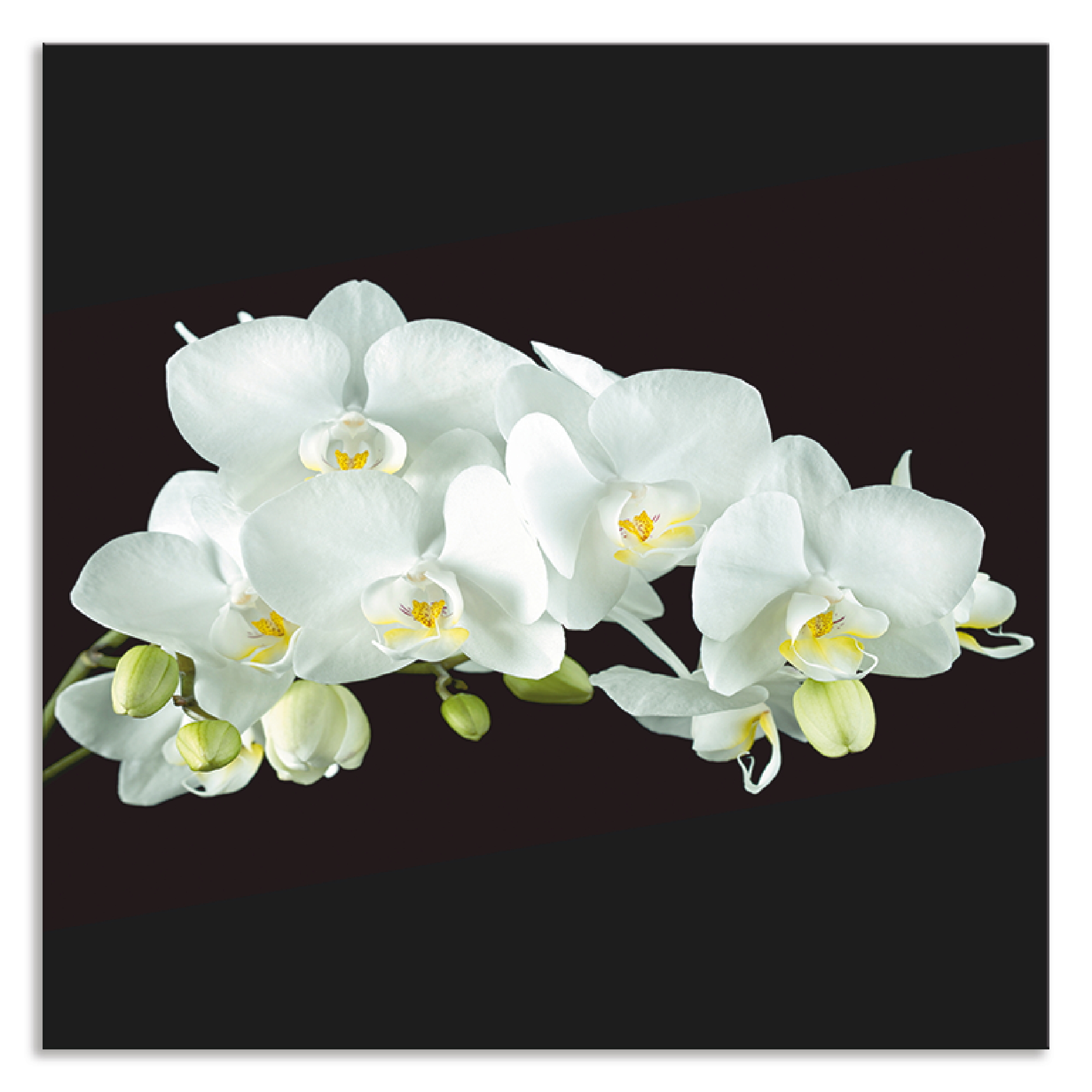 Artland Küchenrückwand "Weiße Orchidee auf schwarzem Hintergrund", (1 tlg.) günstig online kaufen