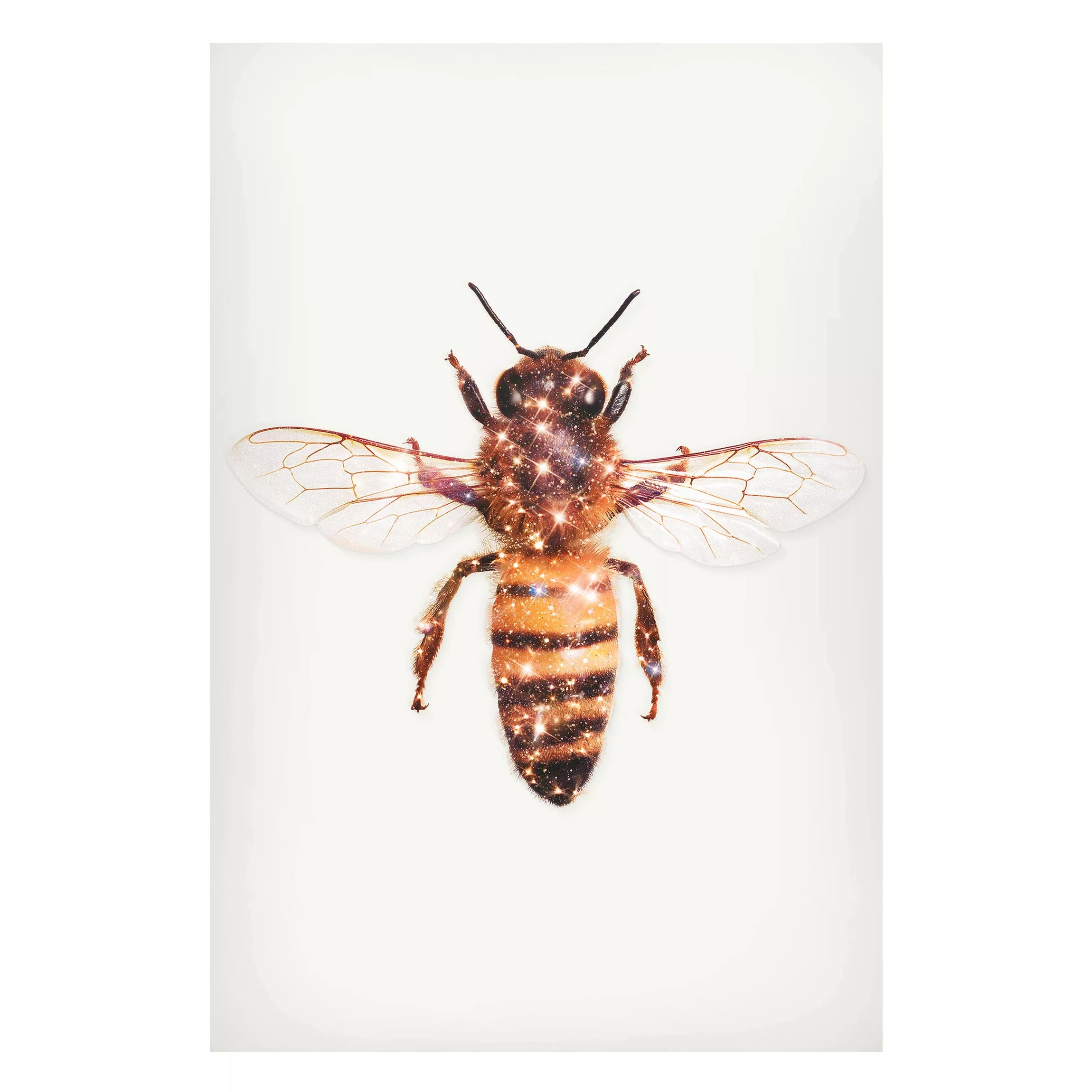 Magnettafel Tiere - Hochformat 2:3 Biene mit Glitzer günstig online kaufen