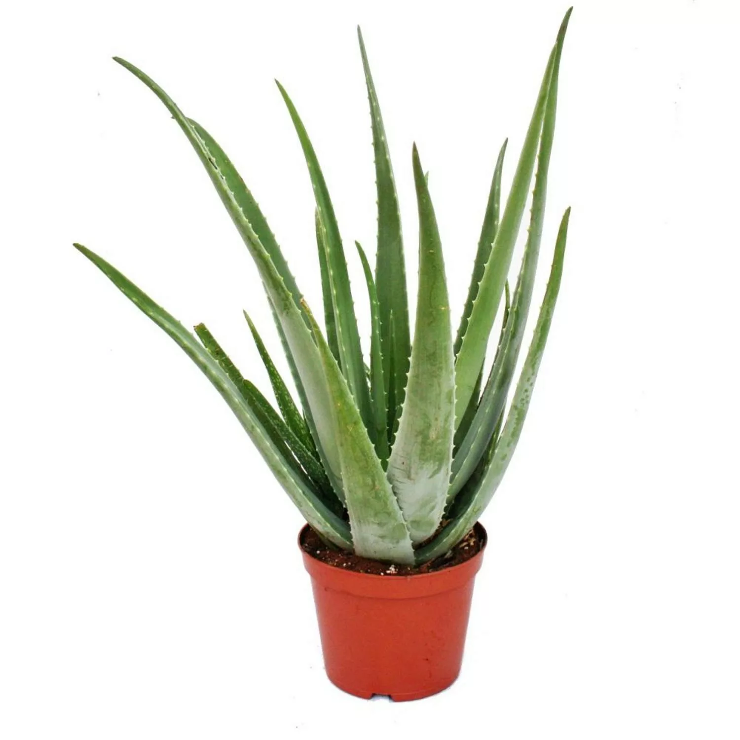 Exotenherz Aloe Vera ca. 7-8 Jahre Alt 21cm Topf Riesige Und Sehr Alte Pfla günstig online kaufen