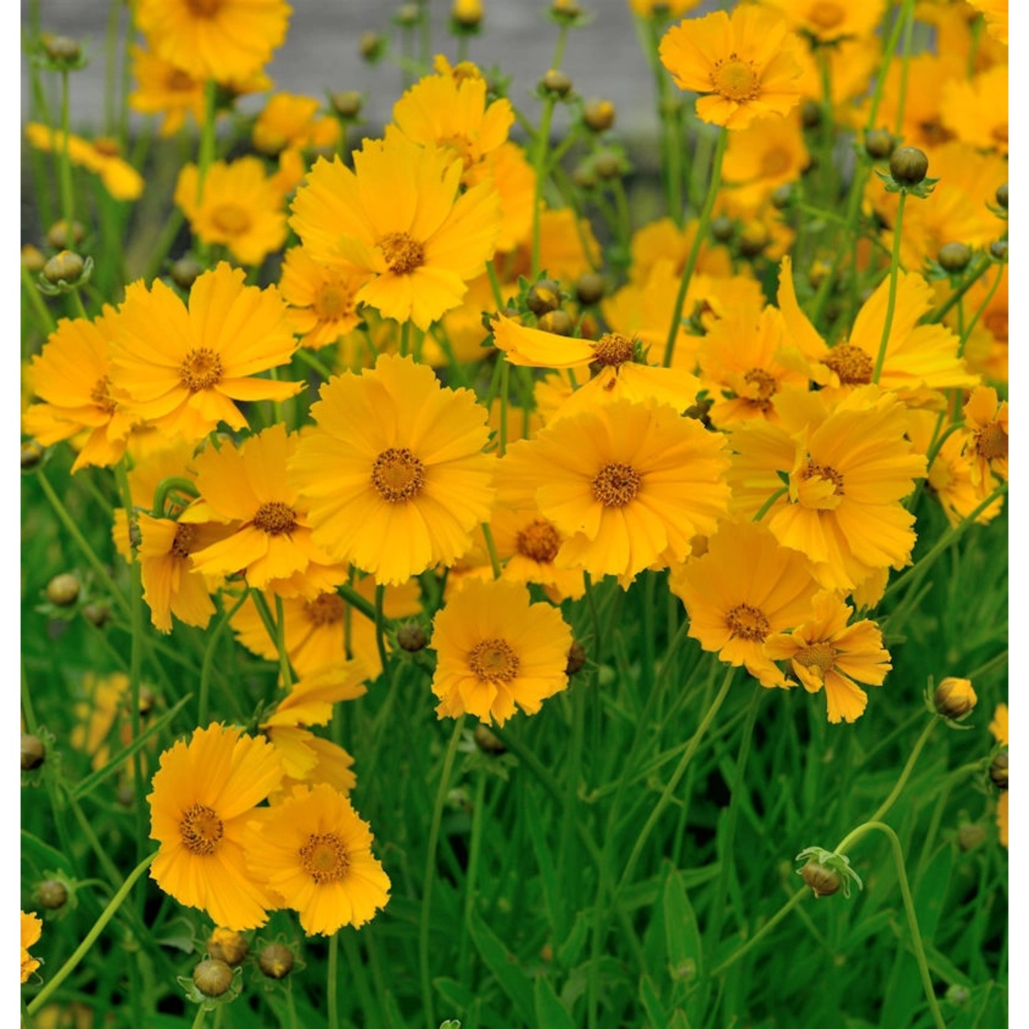 Mädchenauge Goldfink - Coreopsis lanceolata günstig online kaufen