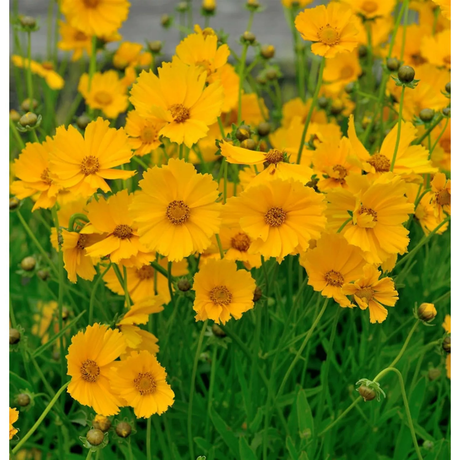 Mädchenauge Goldfink - Coreopsis lanceolata günstig online kaufen