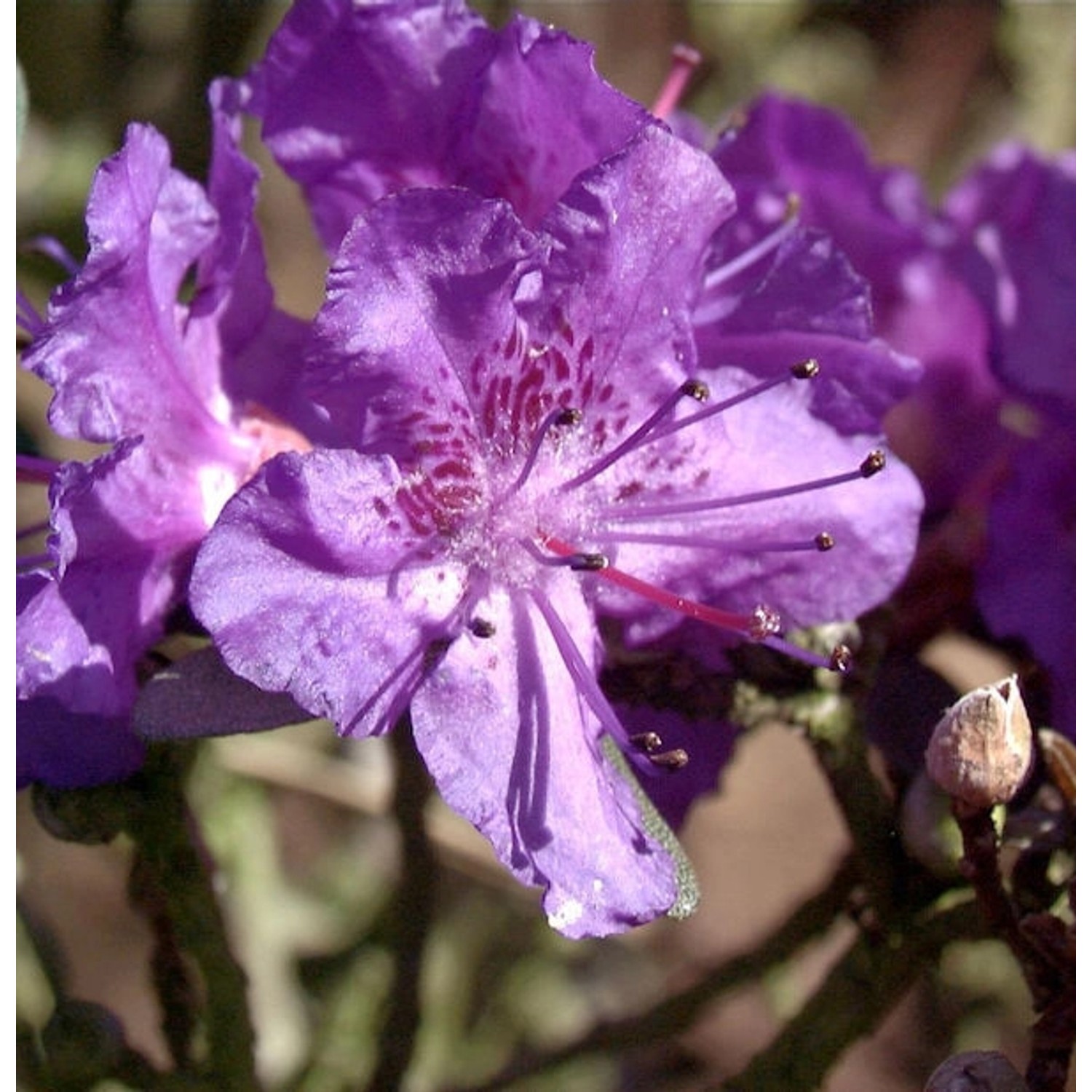 Rhododendron Rocks Form 20-25cm - Rhododendron calostrotum günstig online kaufen