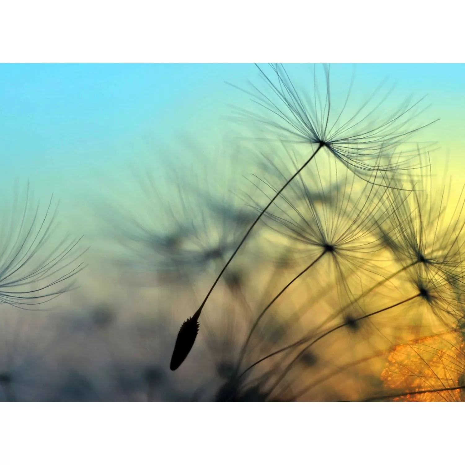 Fototapete Blumen Pusteblume Blau Gelb 3,50 m x 2,55 m FSC® günstig online kaufen