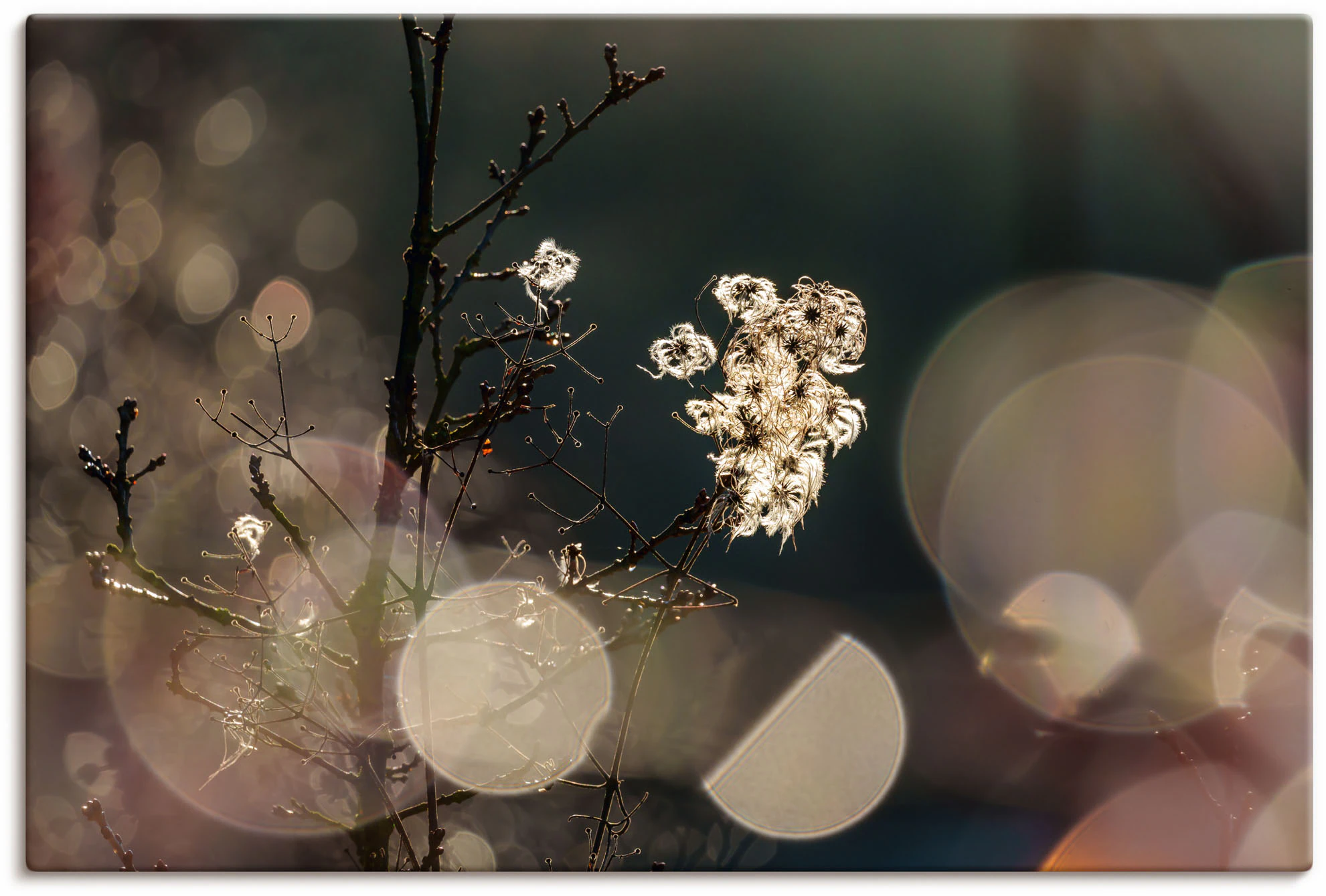 Artland Wandbild "Naturromantik", Blumenbilder, (1 St.), als Leinwandbild, günstig online kaufen