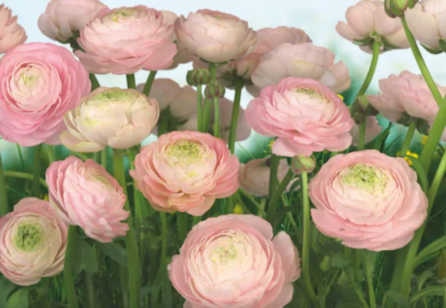Komar Fototapete Gentle Rose 368 cm x 254 cm FSC® günstig online kaufen
