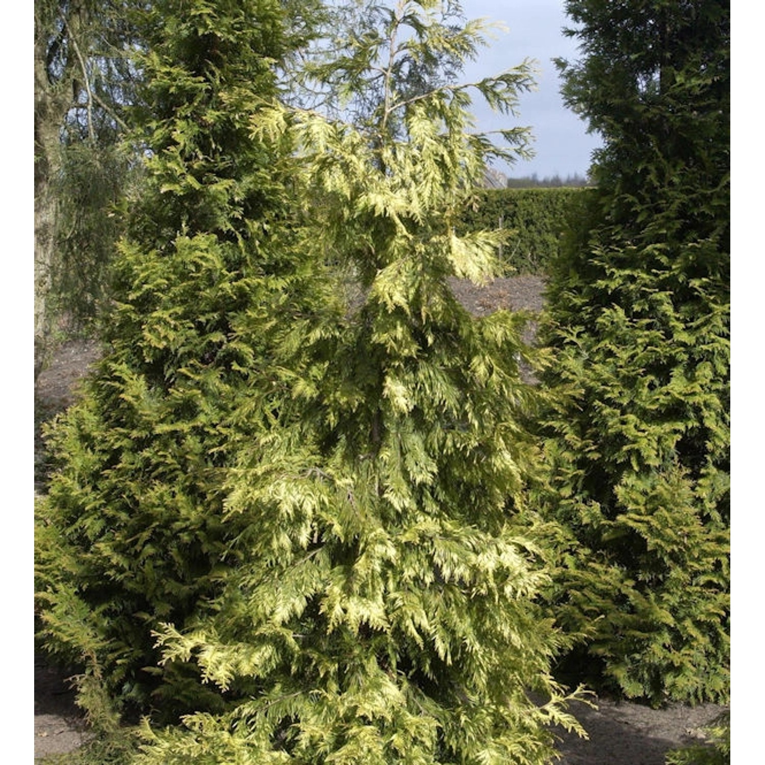 Lebensbaum Zebrina Extra Gold 60-80cm - Thuja plicata günstig online kaufen