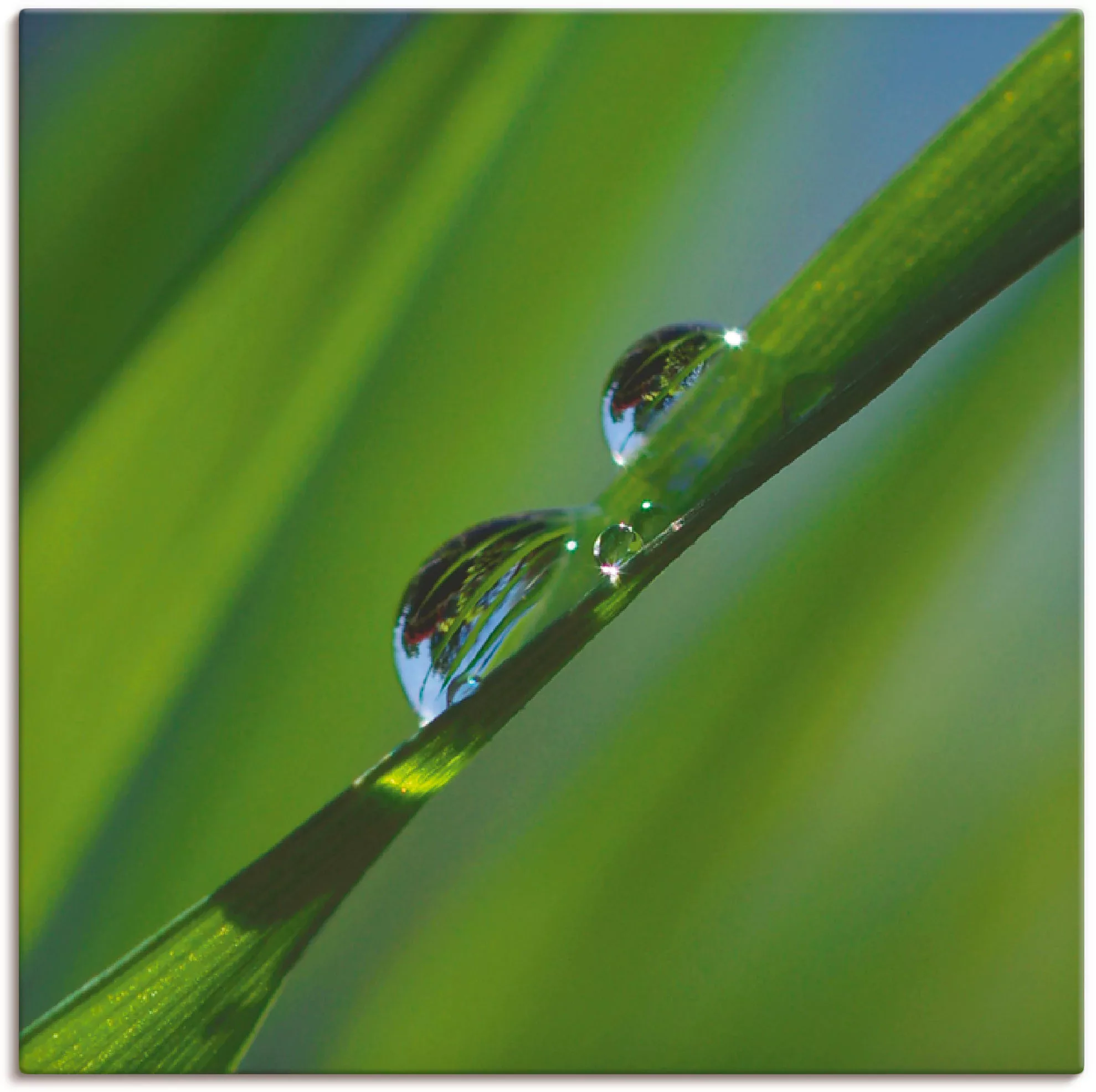Artland Leinwandbild »Wassertropfen auf Grashalm«, Gräser, (1 St.), auf Kei günstig online kaufen