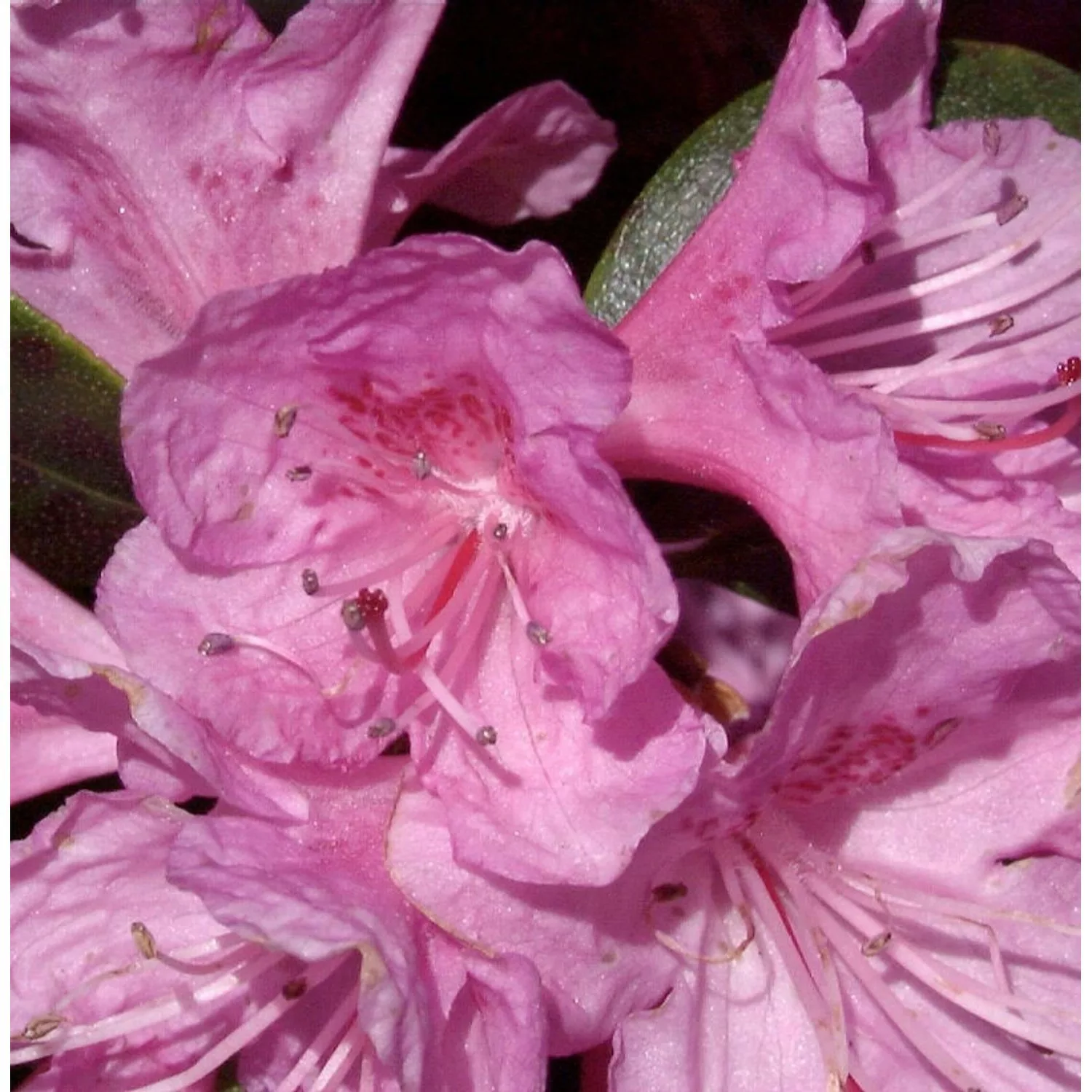 Japanische Azalee P.J. Regal 30-40cm - Rhododendron carolinianum günstig online kaufen