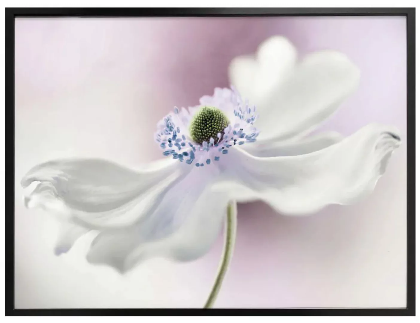 Wall-Art Poster "Anemone Kunstdruck", Pflanzen, (1 St.) günstig online kaufen