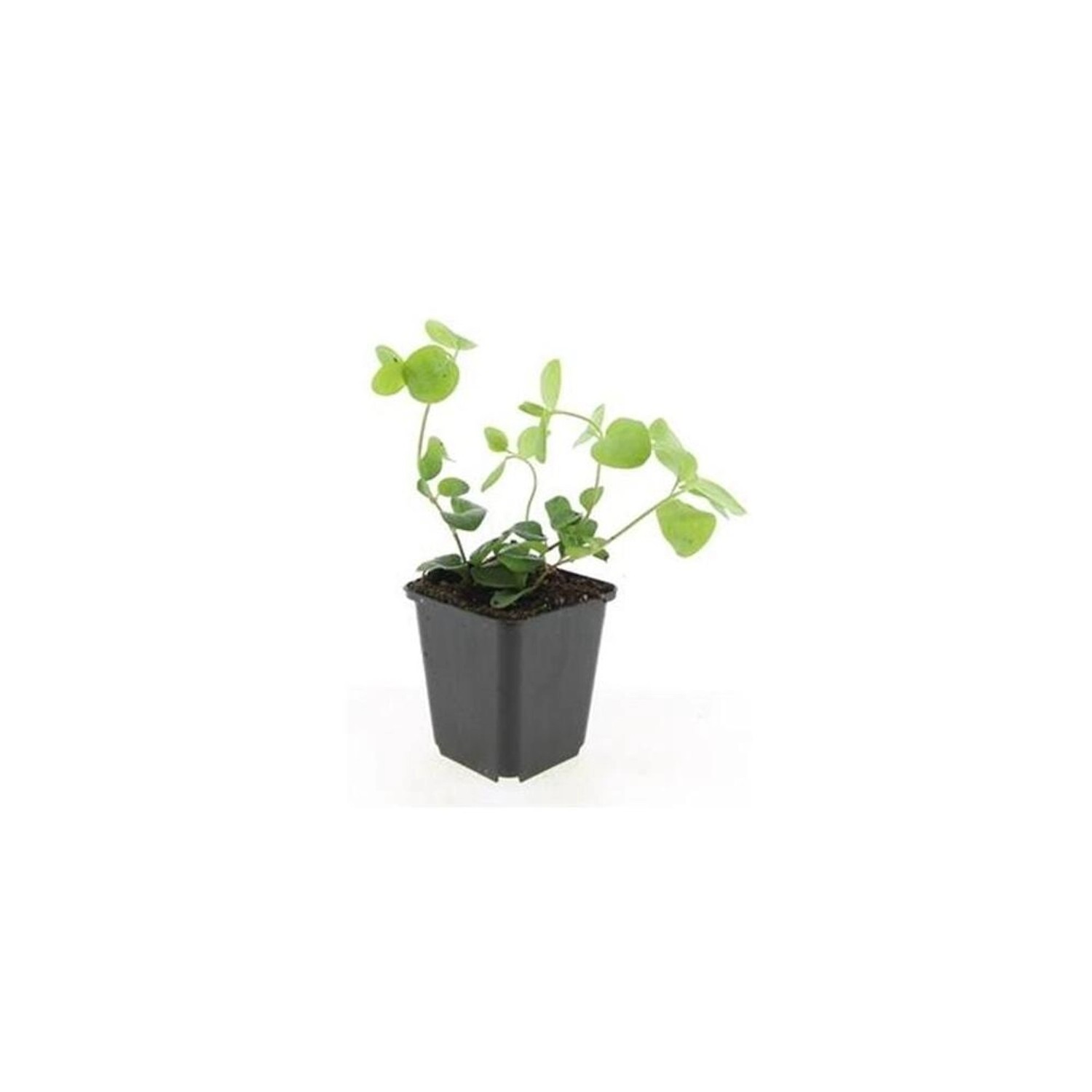 Exotenherz Bodendecker Großblättriges Immergrün Vinca Major 9cm Topf Set Mi günstig online kaufen