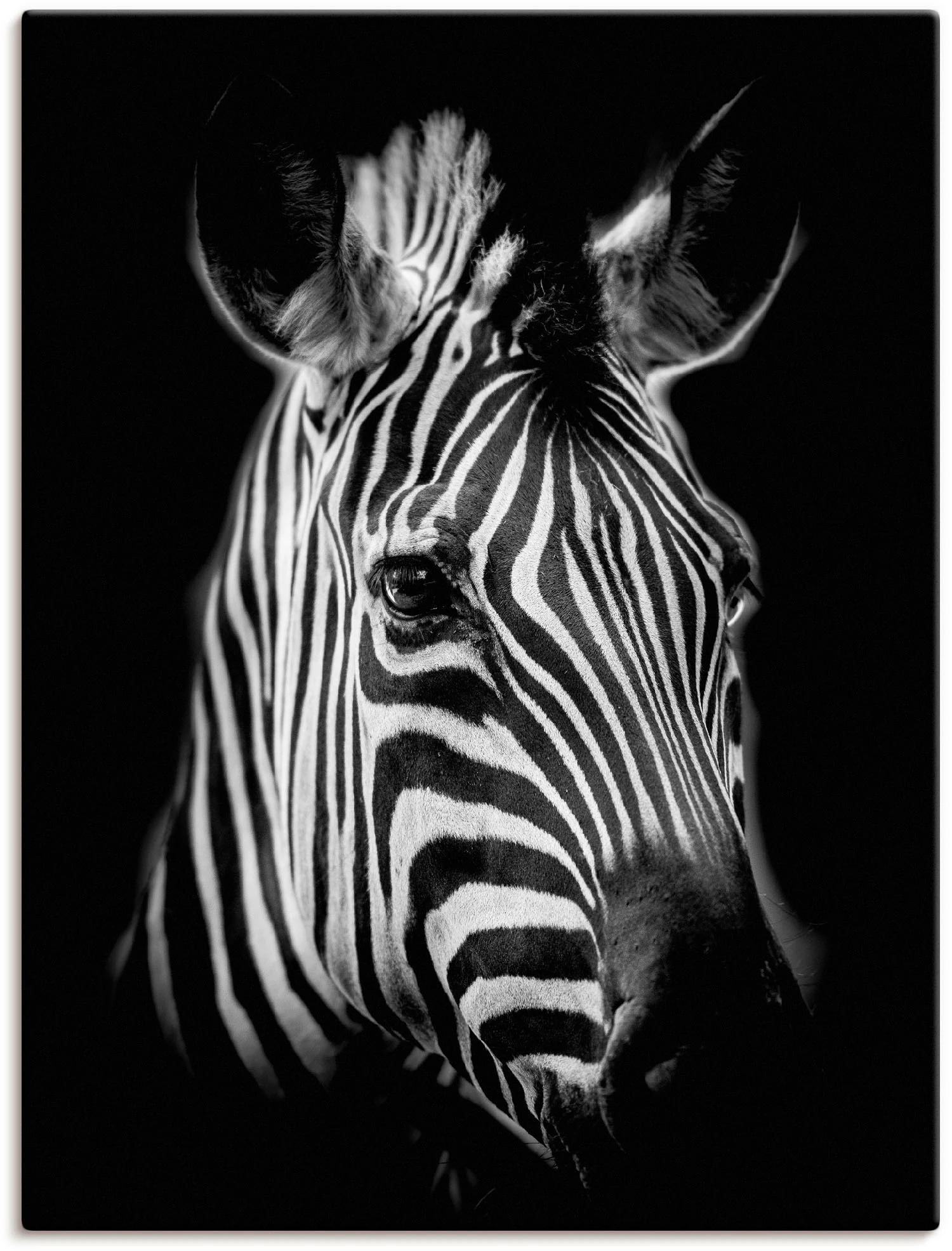 Artland Wandbild »Zebra«, Zebra Bilder, (1 St.), als Alubild, Outdoorbild, günstig online kaufen