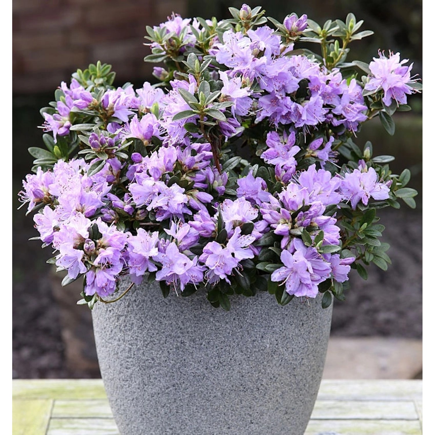 Zwerg Rhododendron Blaue Mauritius 20-25cm - Rhododendron impeditum - Zwerg günstig online kaufen